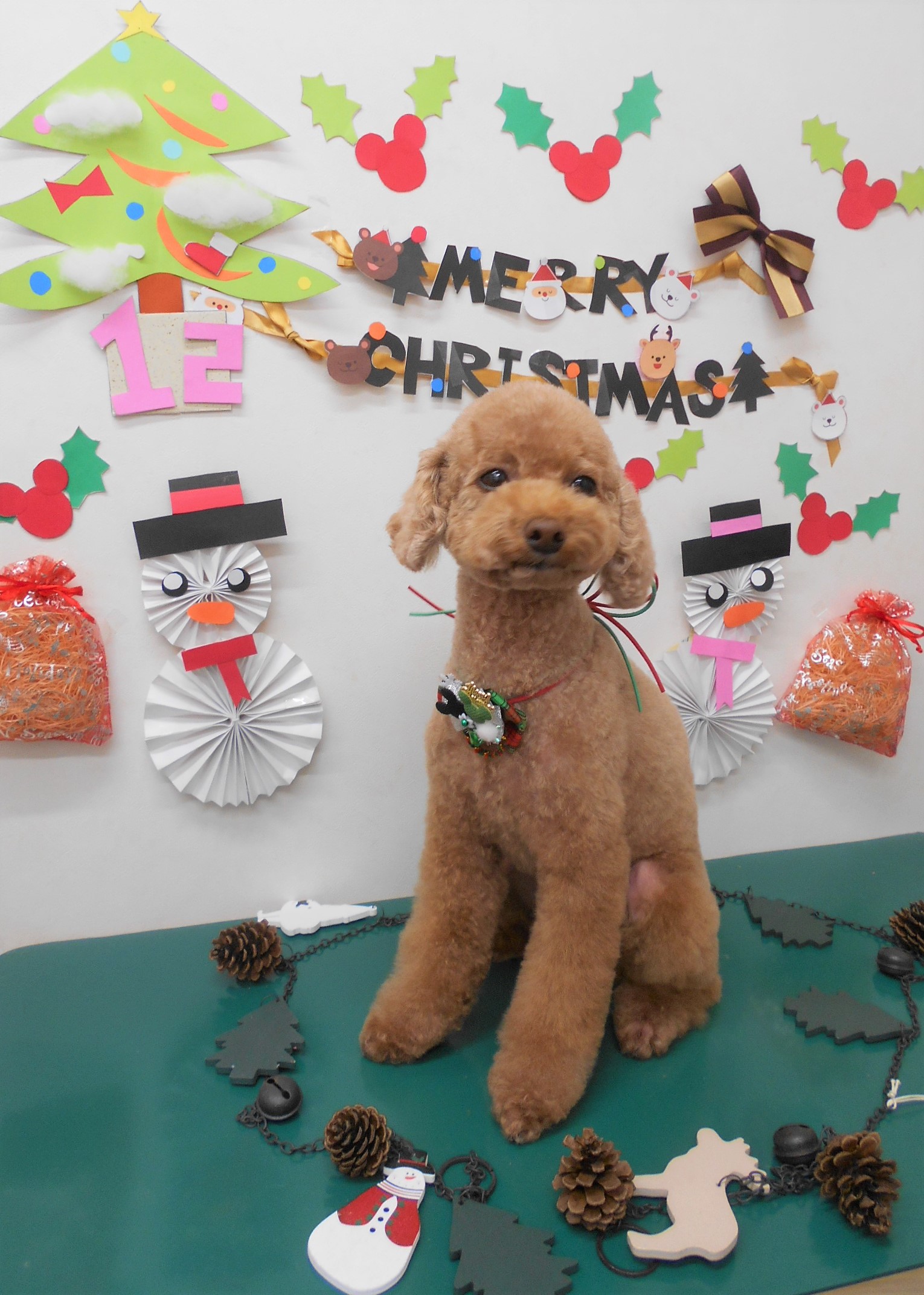 トリミングサロン シュシュどうぶつ病院からのお知らせ 2019-12-04
