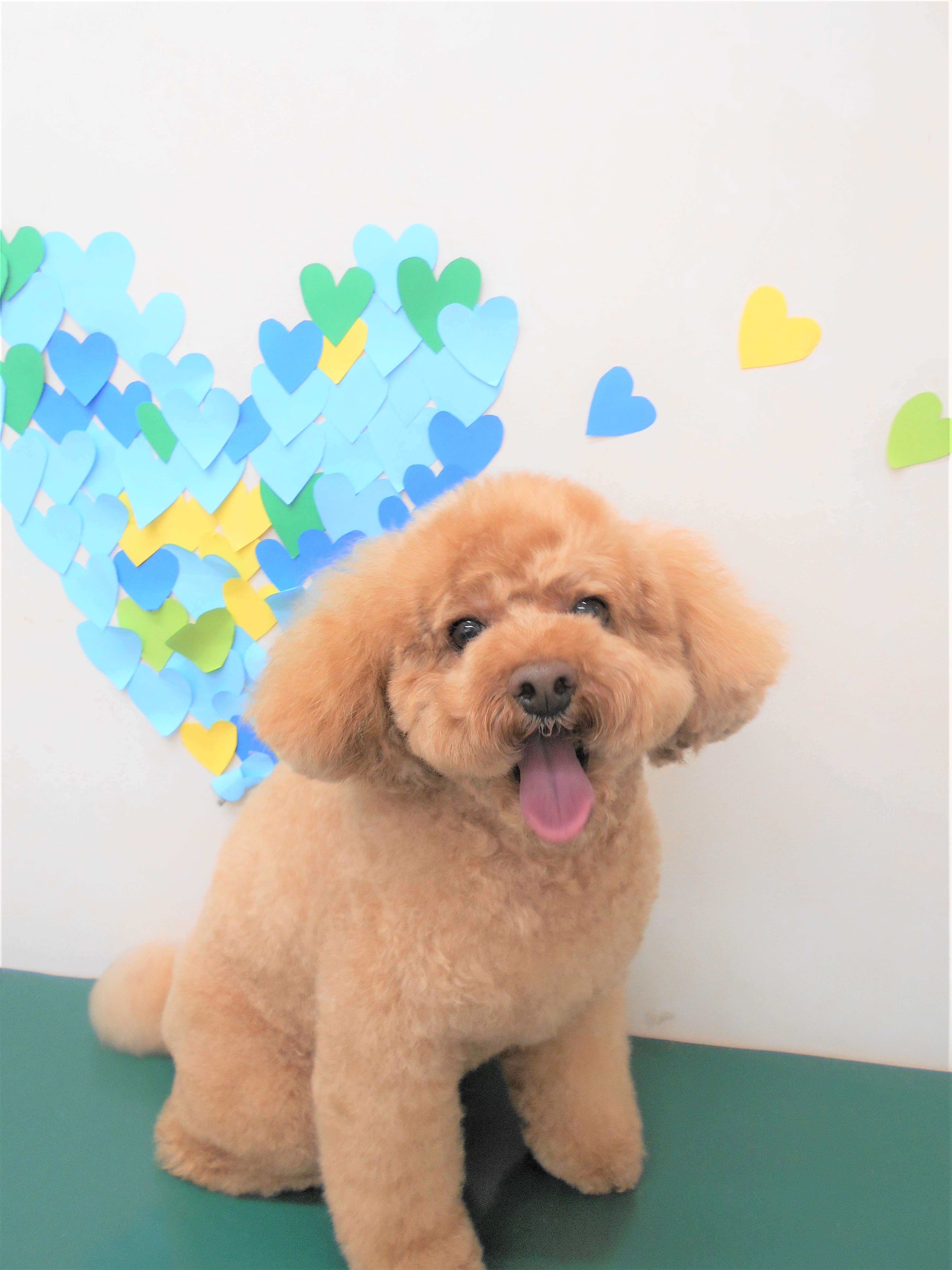 トリミングサロン シュシュどうぶつ病院からのお知らせ 2019-03-28
