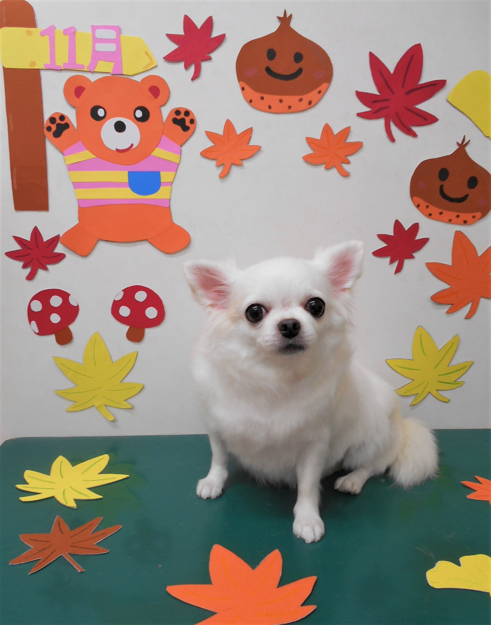 トリミングサロン シュシュどうぶつ病院からのお知らせ 2019-11-24