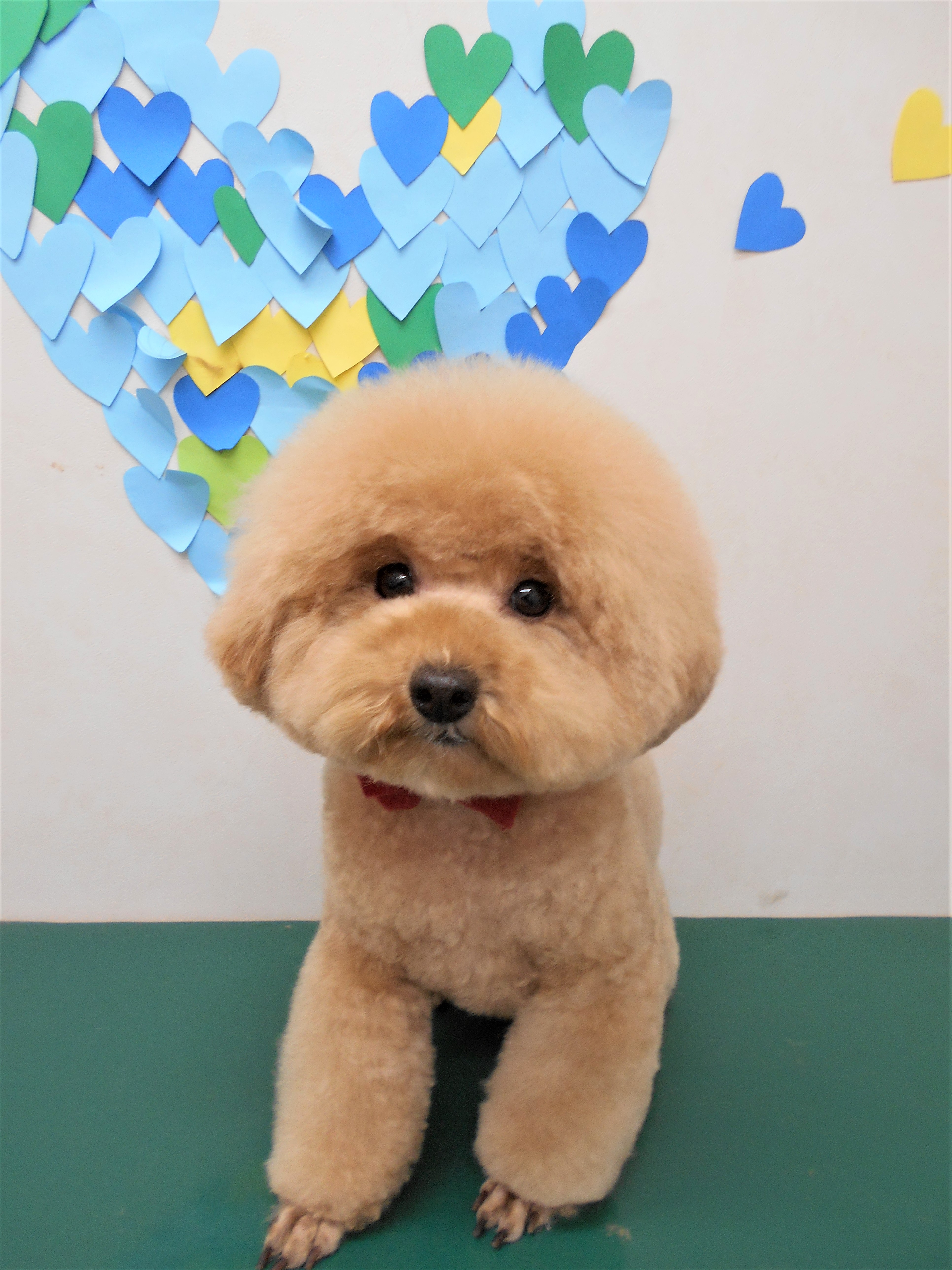 トリミングサロン シュシュどうぶつ病院からのお知らせ 2019-03-31