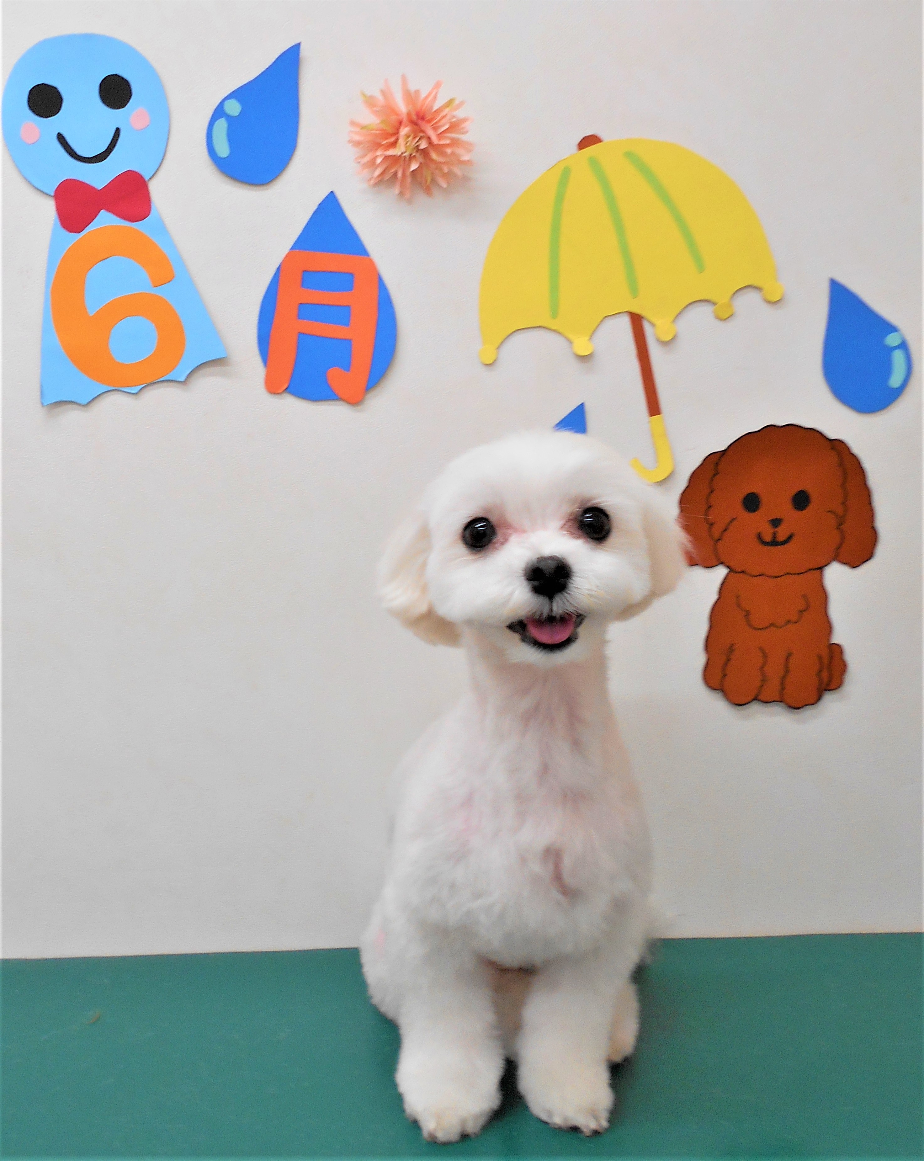トリミングサロン シュシュどうぶつ病院からのお知らせ 2019-07-02