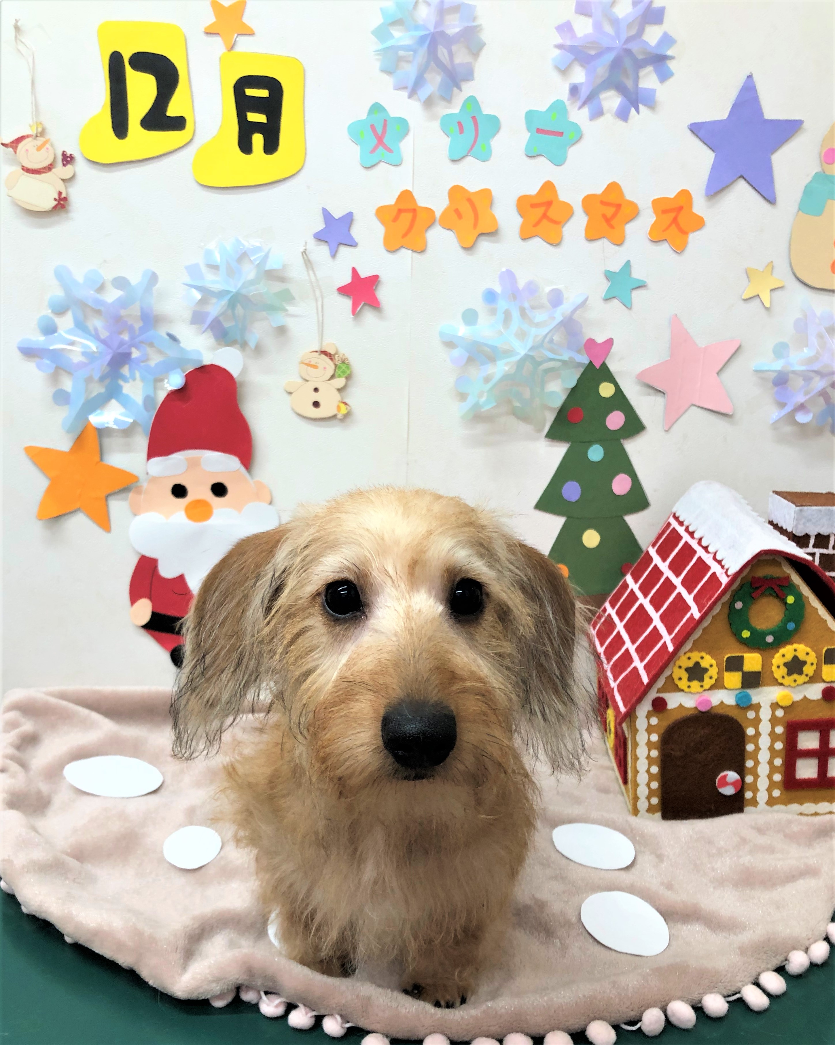 トリミングサロン シュシュどうぶつ病院からのお知らせ 2020-12-18