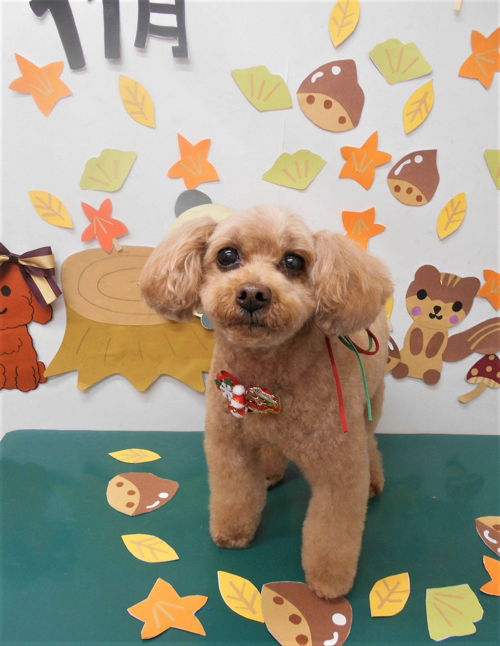 トリミングサロン シュシュどうぶつ病院からのお知らせ 2020-11-22