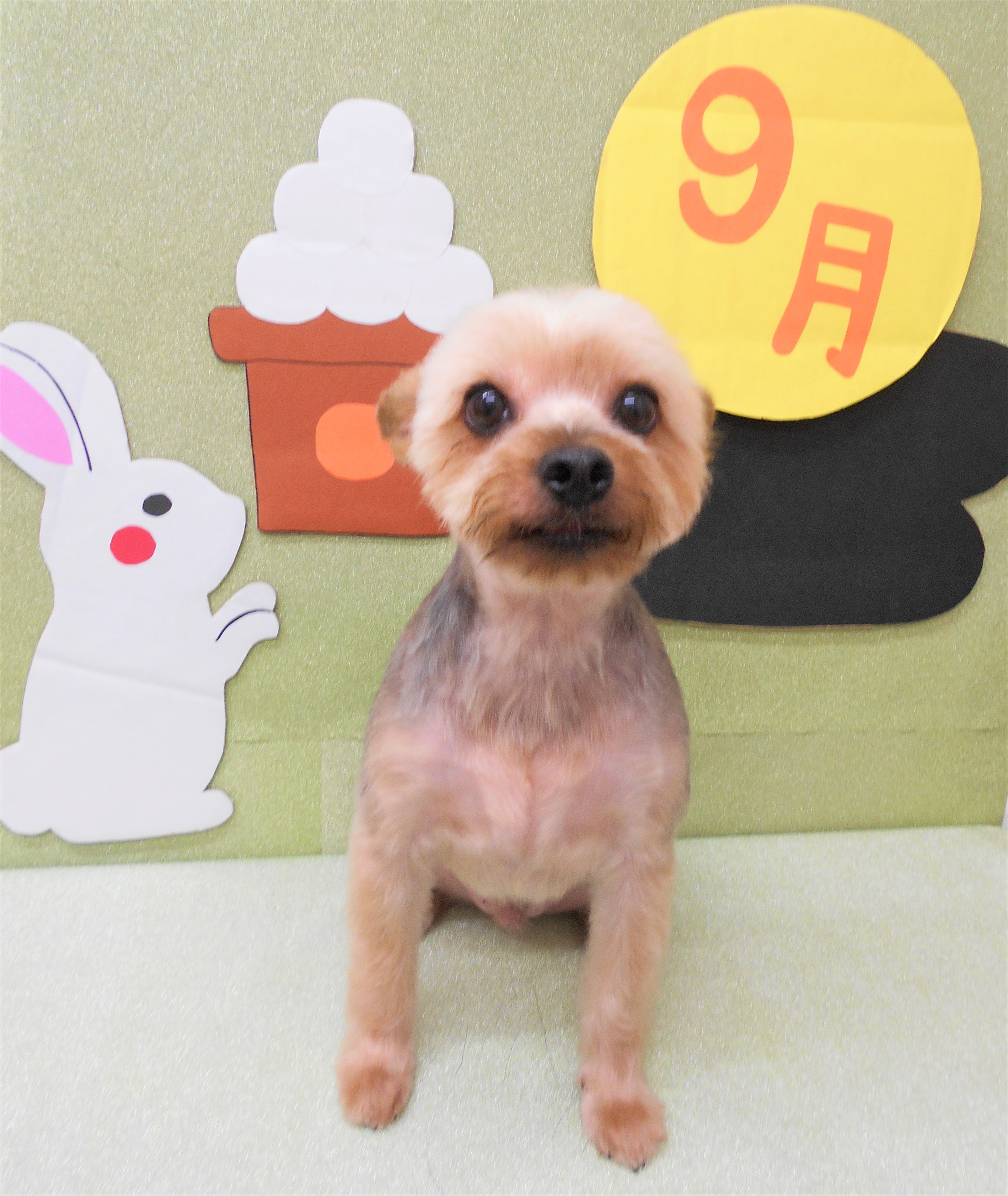 トリミングサロン シュシュどうぶつ病院からのお知らせ 2019-09-04