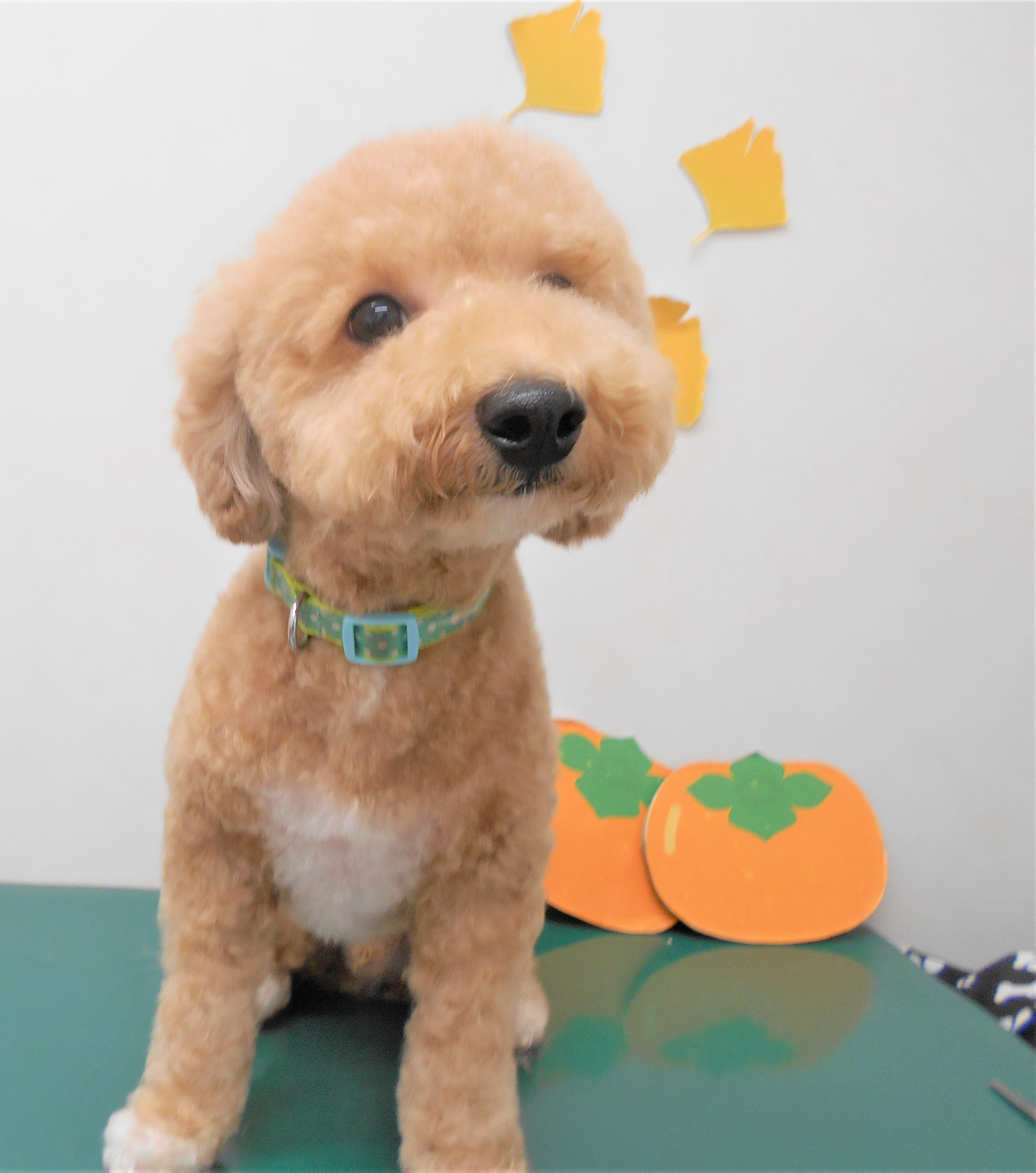 トリミングサロン シュシュどうぶつ病院からのお知らせ 2018-11-09