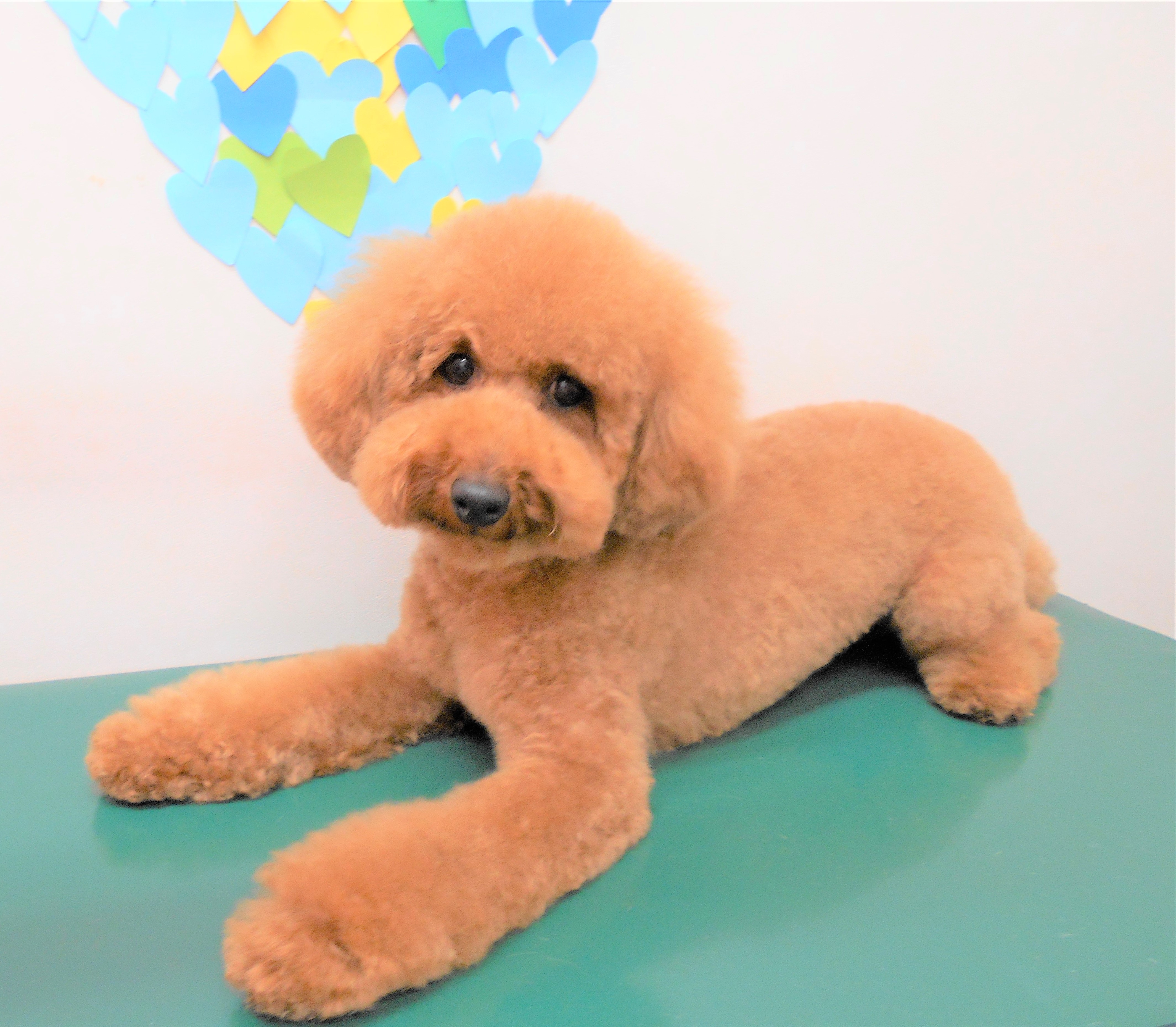 トリミングサロン シュシュどうぶつ病院からのお知らせ 2019-03-07