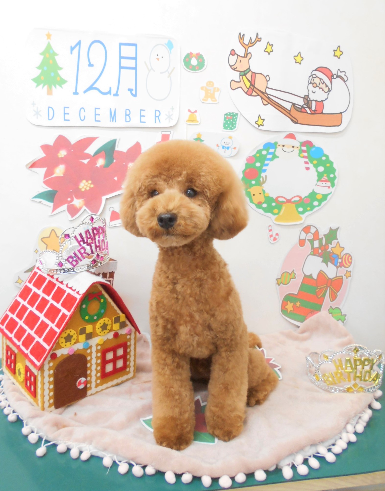 トリミングサロン シュシュどうぶつ病院からのお知らせ 2021-12-24