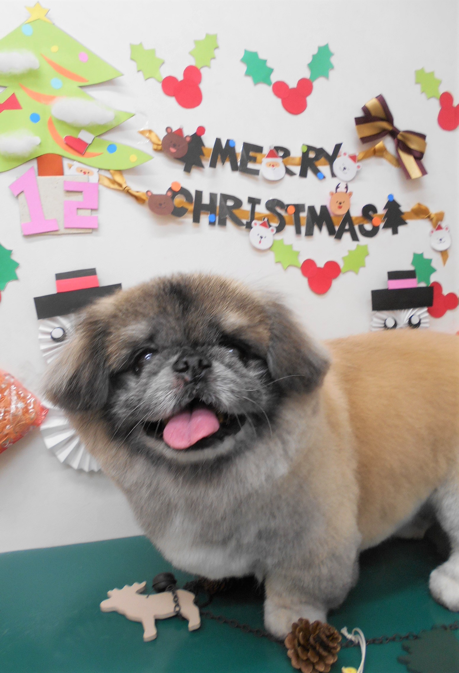 トリミングサロン シュシュどうぶつ病院からのお知らせ 2019-12-19