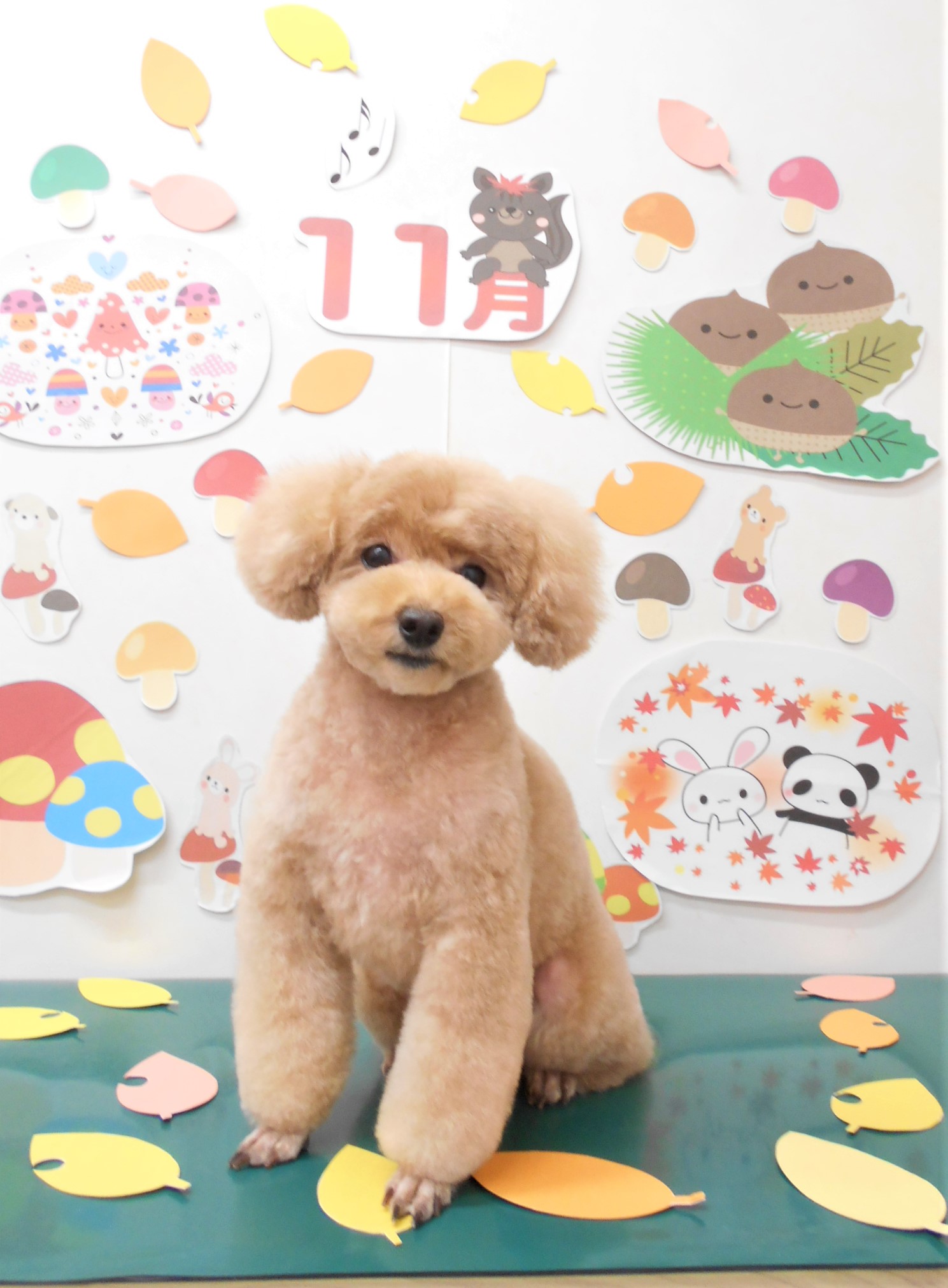 トリミングサロン シュシュどうぶつ病院からのお知らせ 2021-11-13