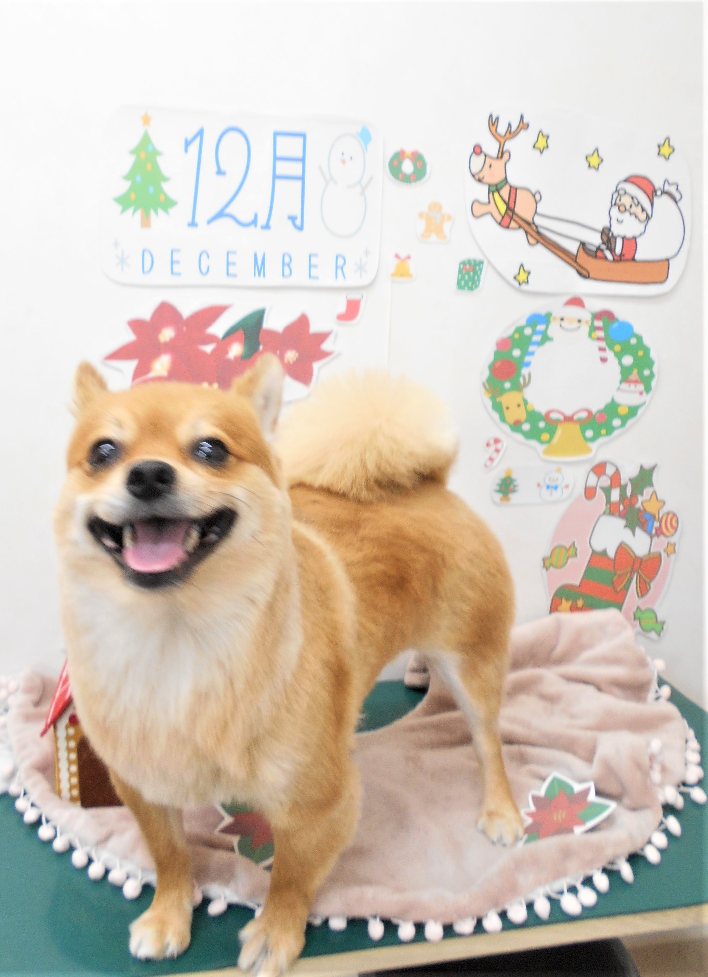 トリミングサロン シュシュどうぶつ病院からのお知らせ 2021-12-11