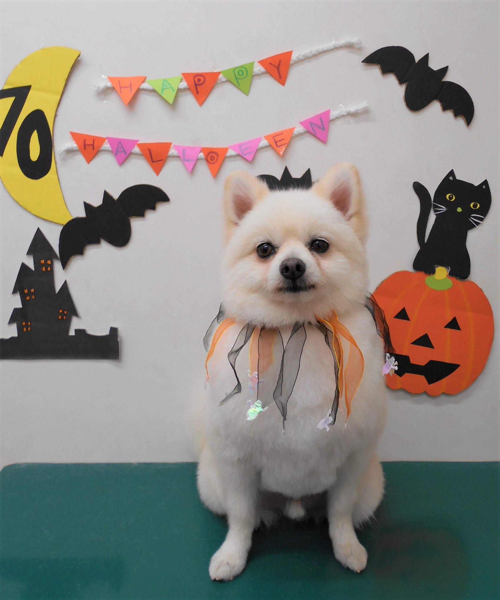 トリミングサロン シュシュどうぶつ病院からのお知らせ 2019-10-02