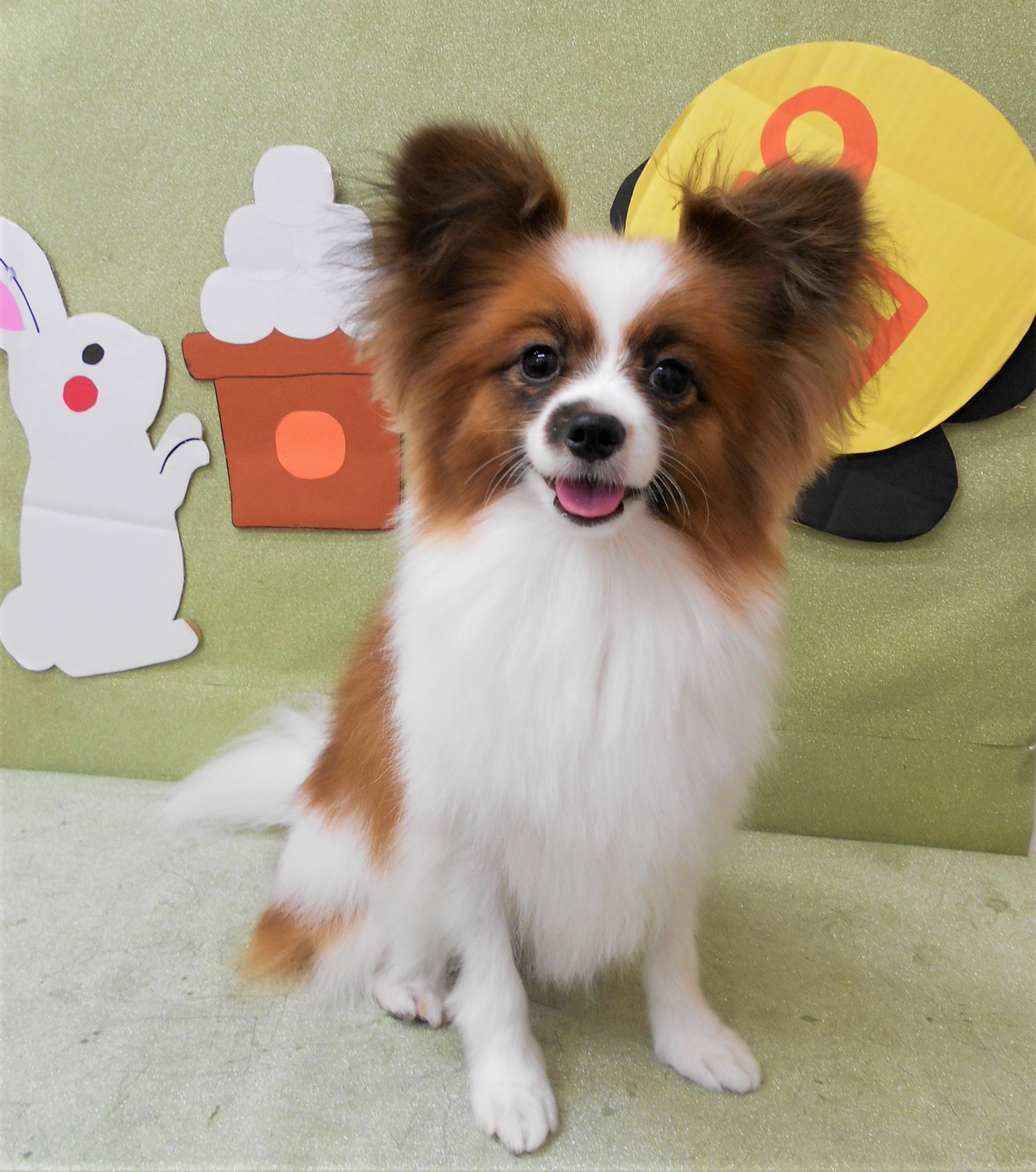 トリミングサロン シュシュどうぶつ病院からのお知らせ 2019-09-26