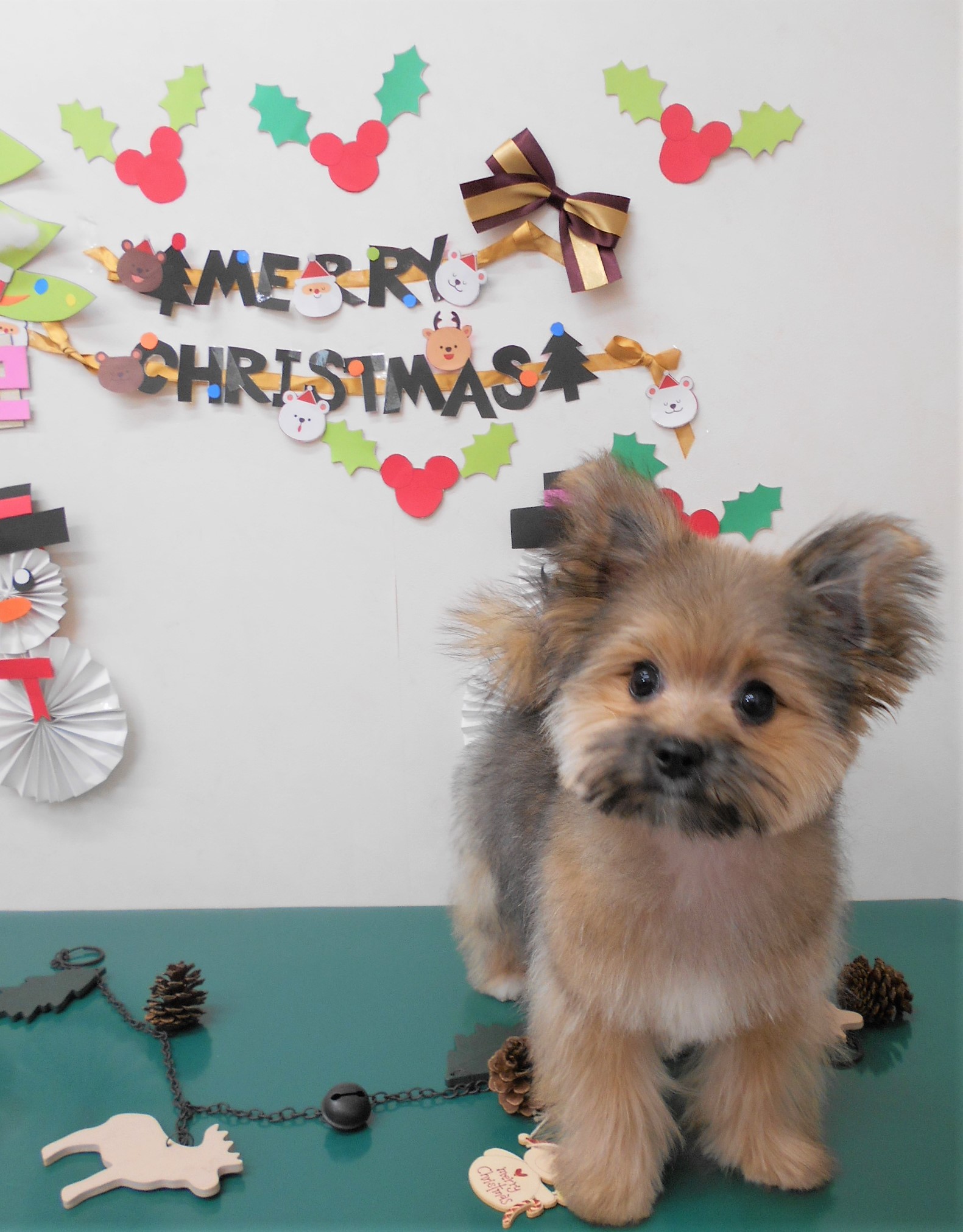 トリミングサロン シュシュどうぶつ病院からのお知らせ 2019-12-20