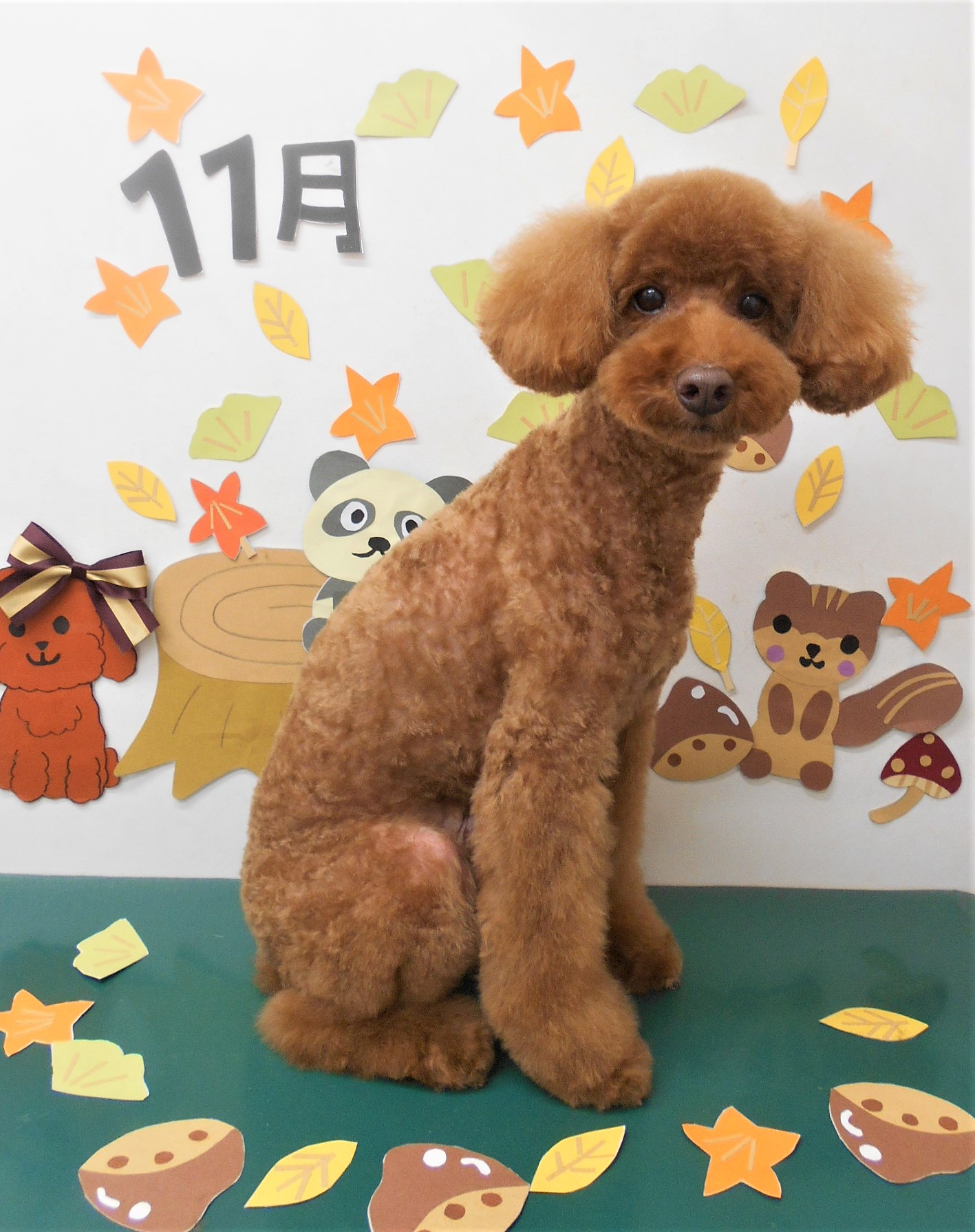 トリミングサロン シュシュどうぶつ病院からのお知らせ 2020-11-03