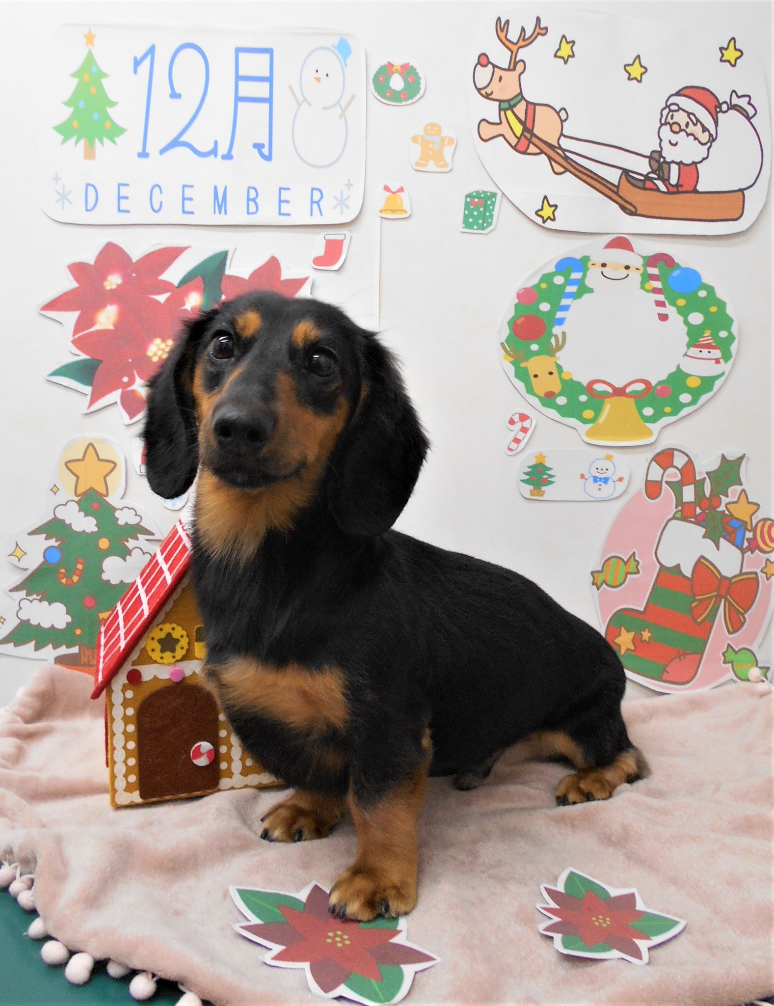 トリミングサロン シュシュどうぶつ病院からのお知らせ 2021-12-12