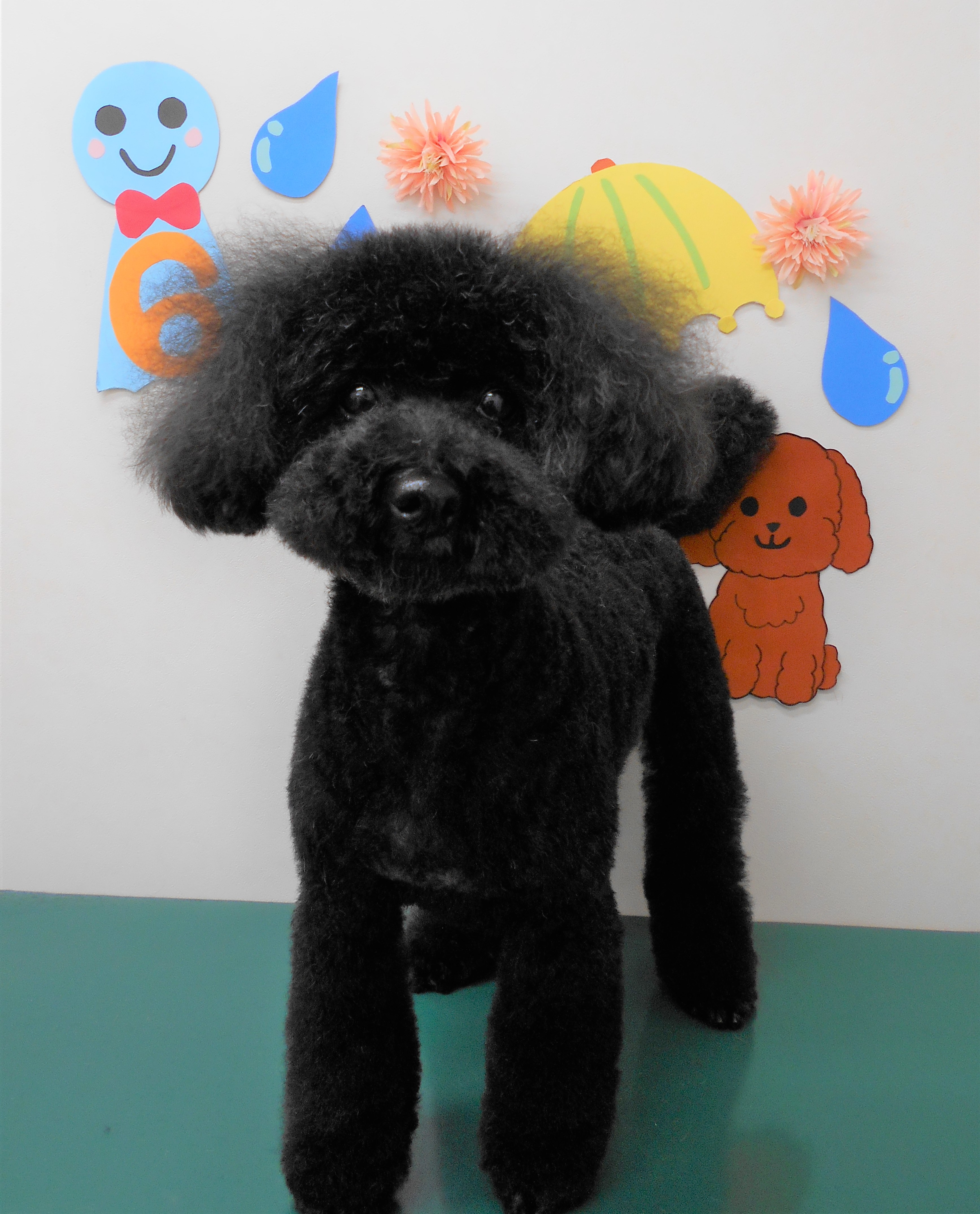 トリミングサロン シュシュどうぶつ病院からのお知らせ 2019-06-28