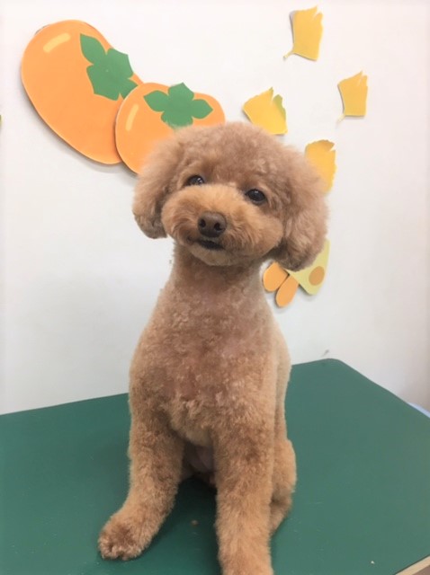 トリミングサロン シュシュどうぶつ病院からのお知らせ 2018-11-07