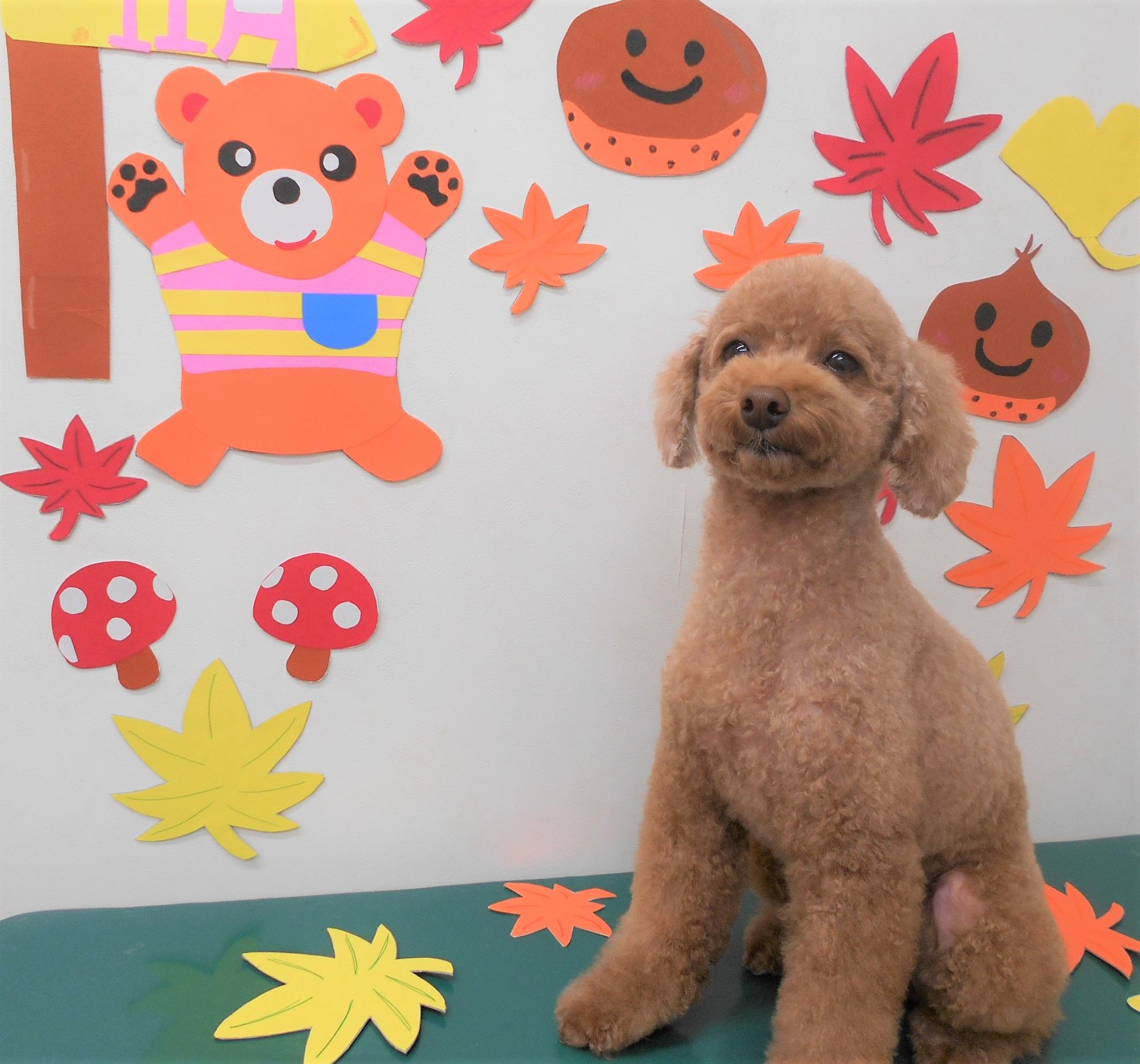 トリミングサロン シュシュどうぶつ病院からのお知らせ 2019-11-06