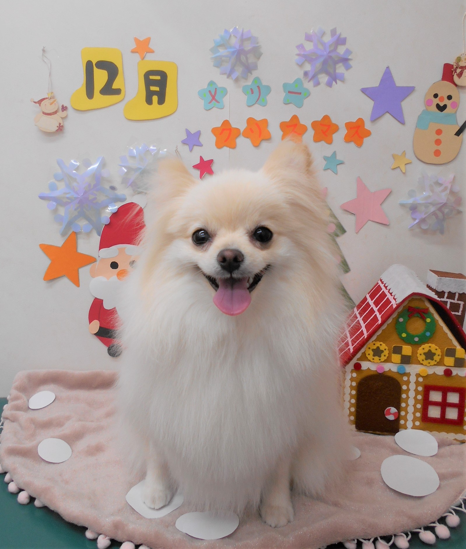 トリミングサロン シュシュどうぶつ病院からのお知らせ 2020-12-05