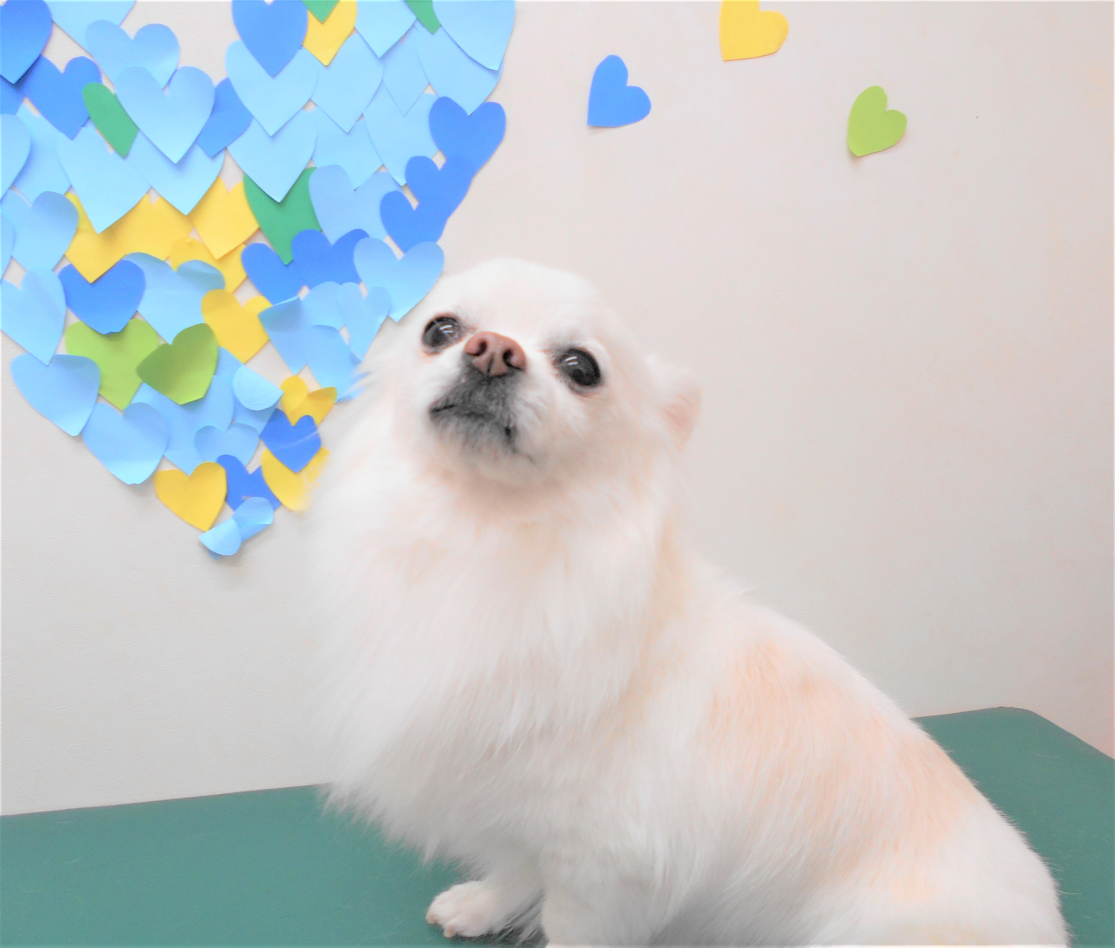 トリミングサロン シュシュどうぶつ病院からのお知らせ 2019-03-29
