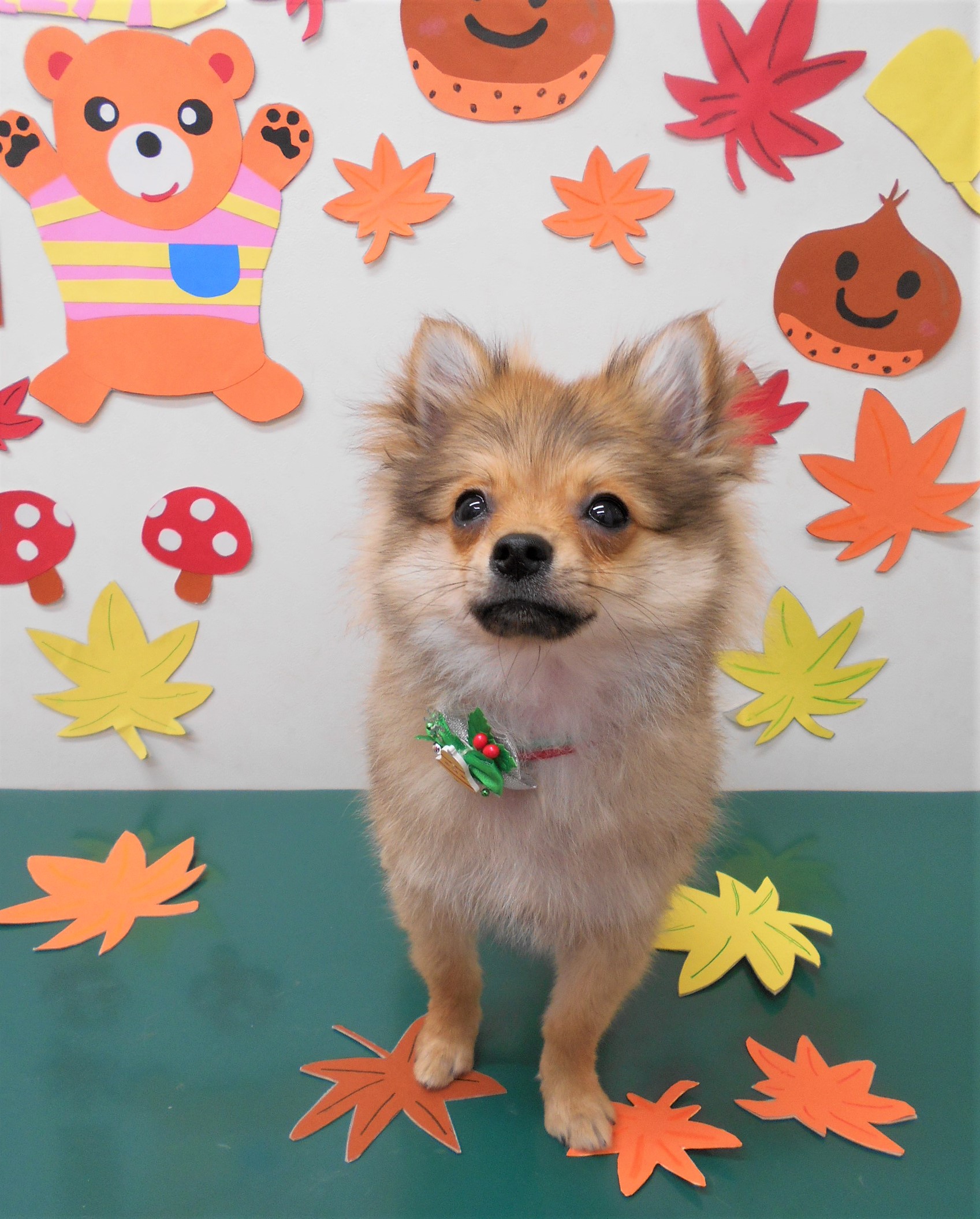 トリミングサロン シュシュどうぶつ病院からのお知らせ 2019-11-30