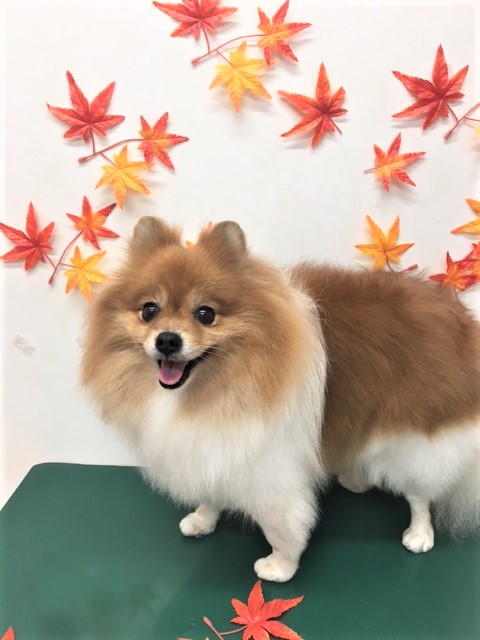 トリミングサロン シュシュどうぶつ病院からのお知らせ 2018-10-05