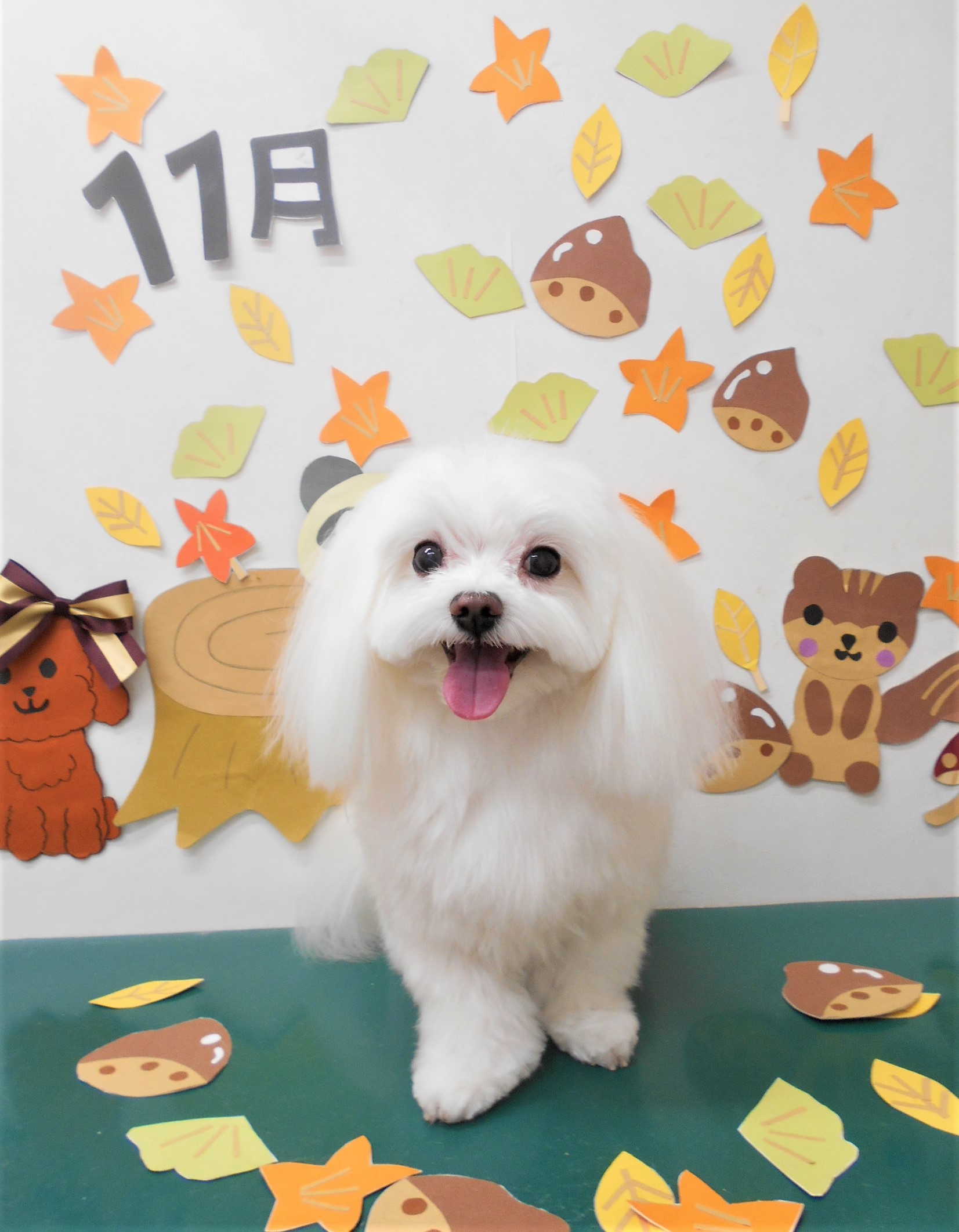 トリミングサロン シュシュどうぶつ病院からのお知らせ 2020-11-13