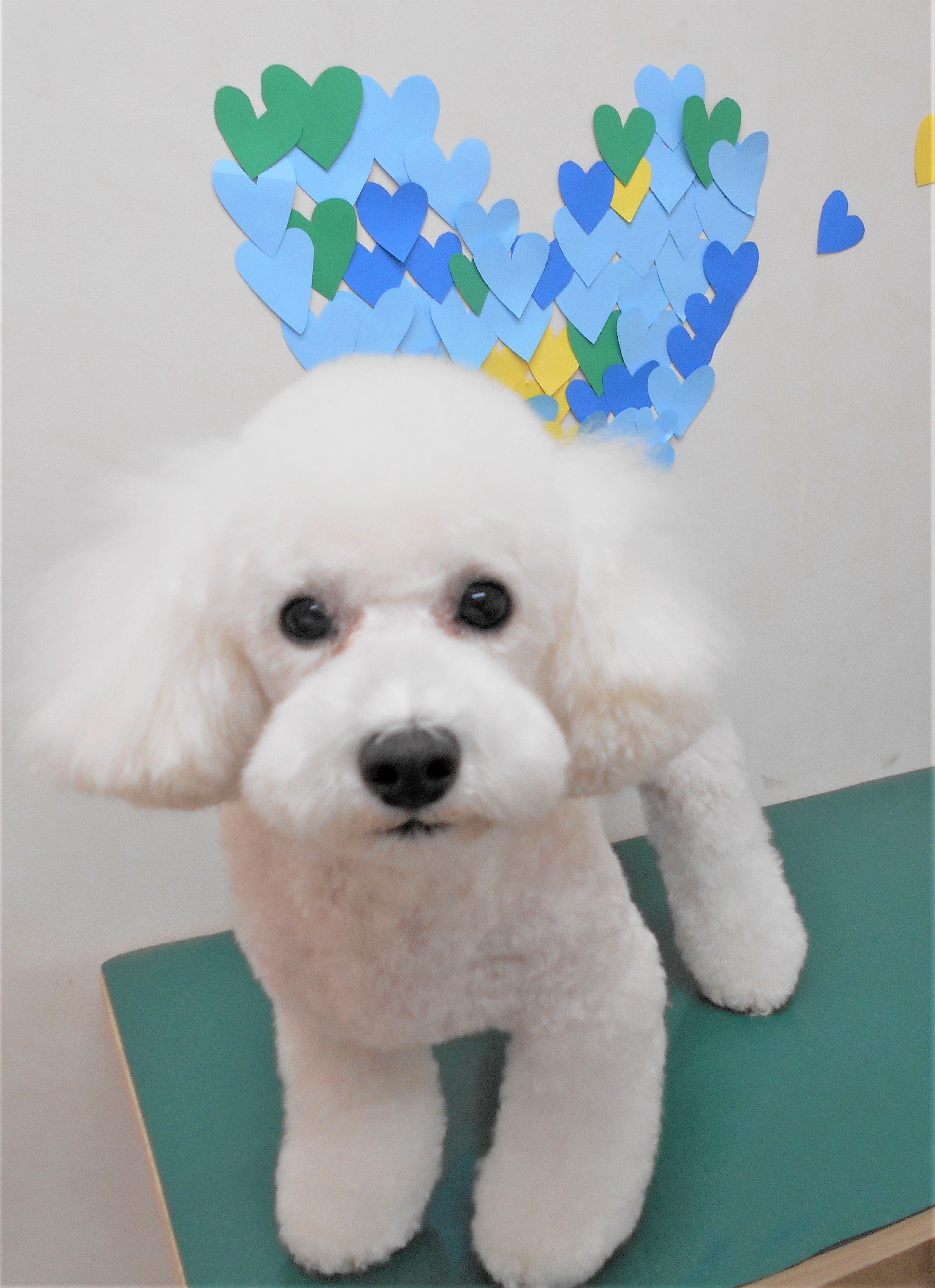 トリミングサロン シュシュどうぶつ病院からのお知らせ 2019-03-12