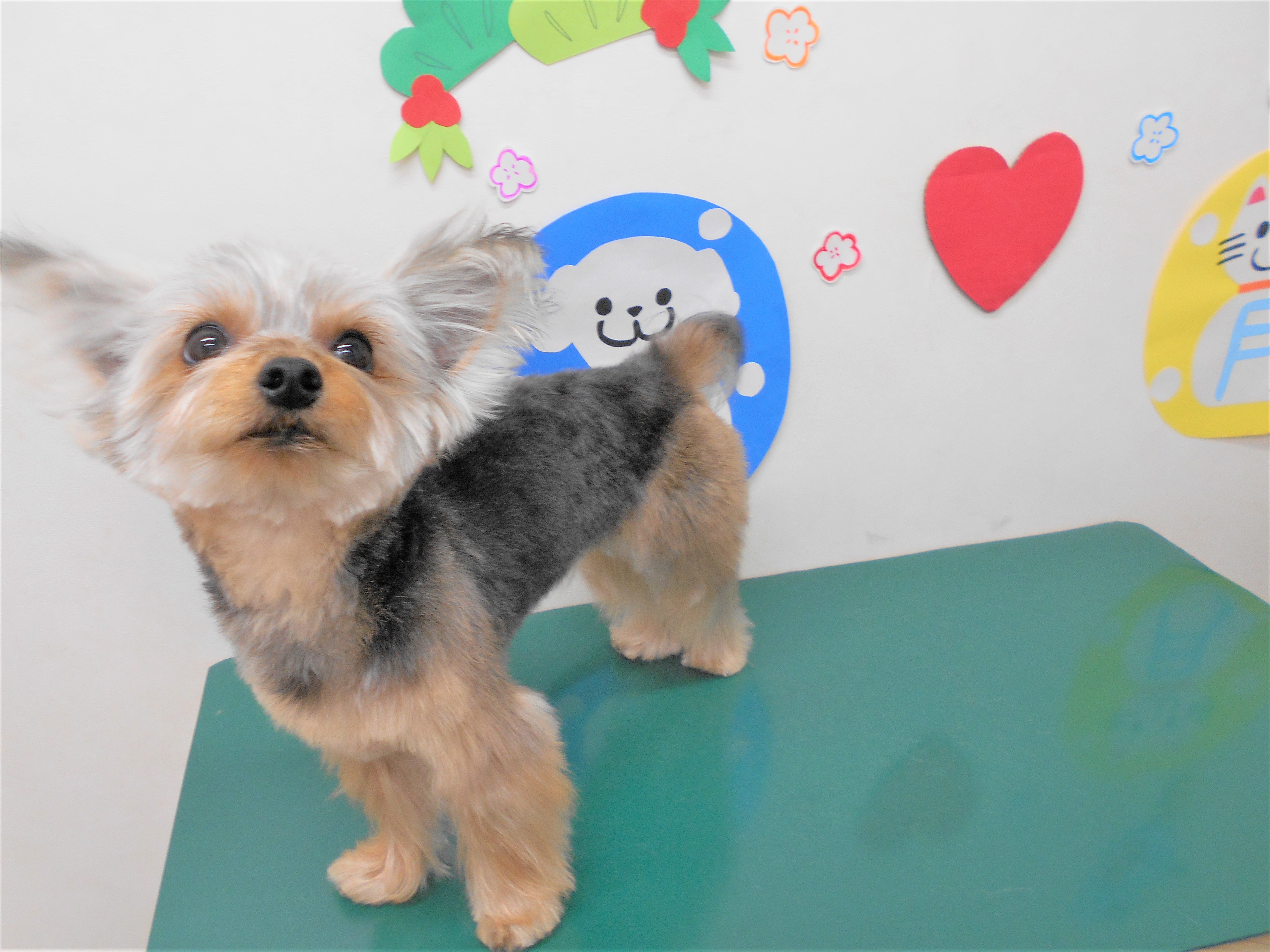 トリミングサロン シュシュどうぶつ病院からのお知らせ 2019-01-26