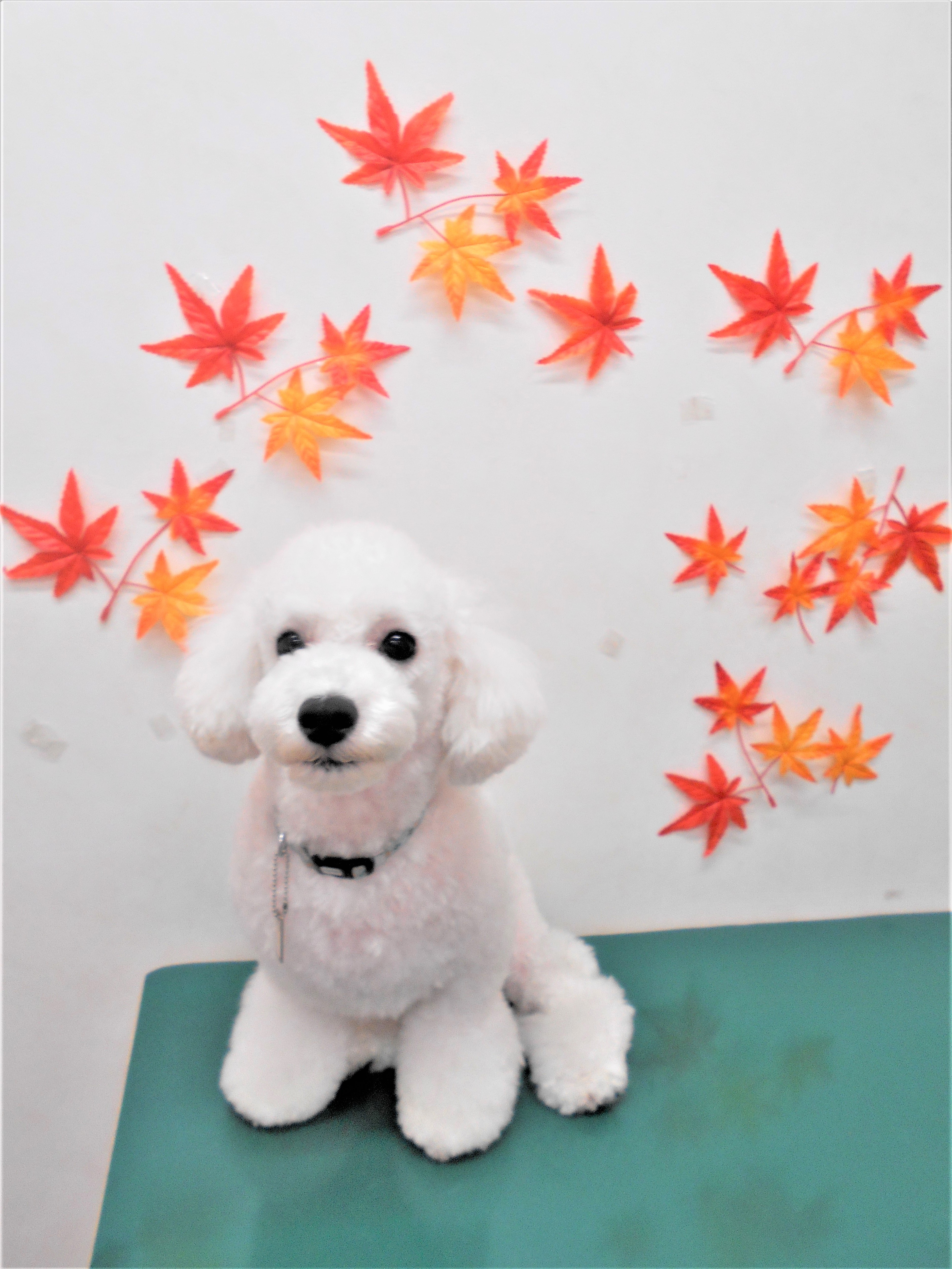 トリミングサロン シュシュどうぶつ病院からのお知らせ 2018-10-07