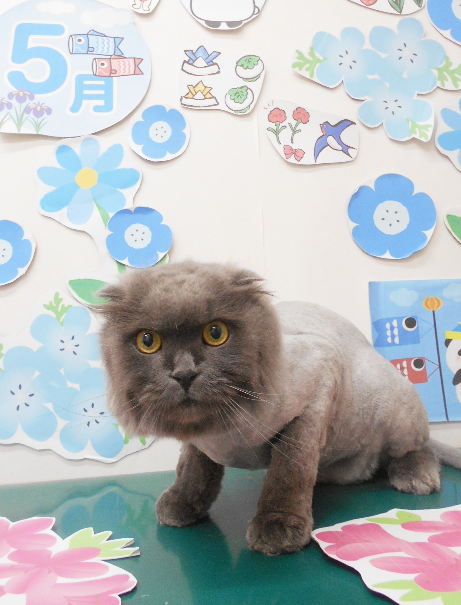 トリミングサロン シュシュどうぶつ病院からのお知らせ 2022-05-17