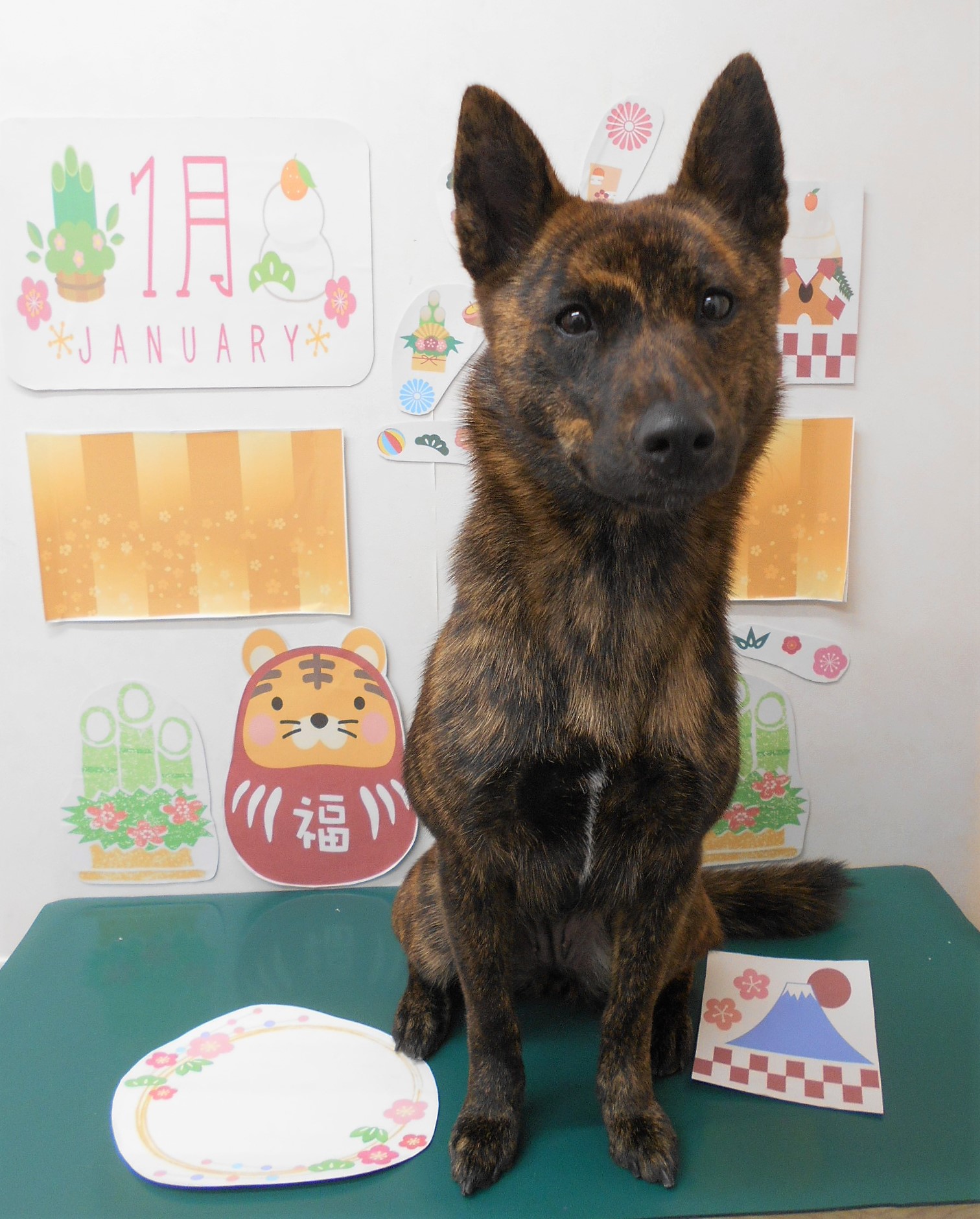 トリミングサロン シュシュどうぶつ病院からのお知らせ 2022-01-05