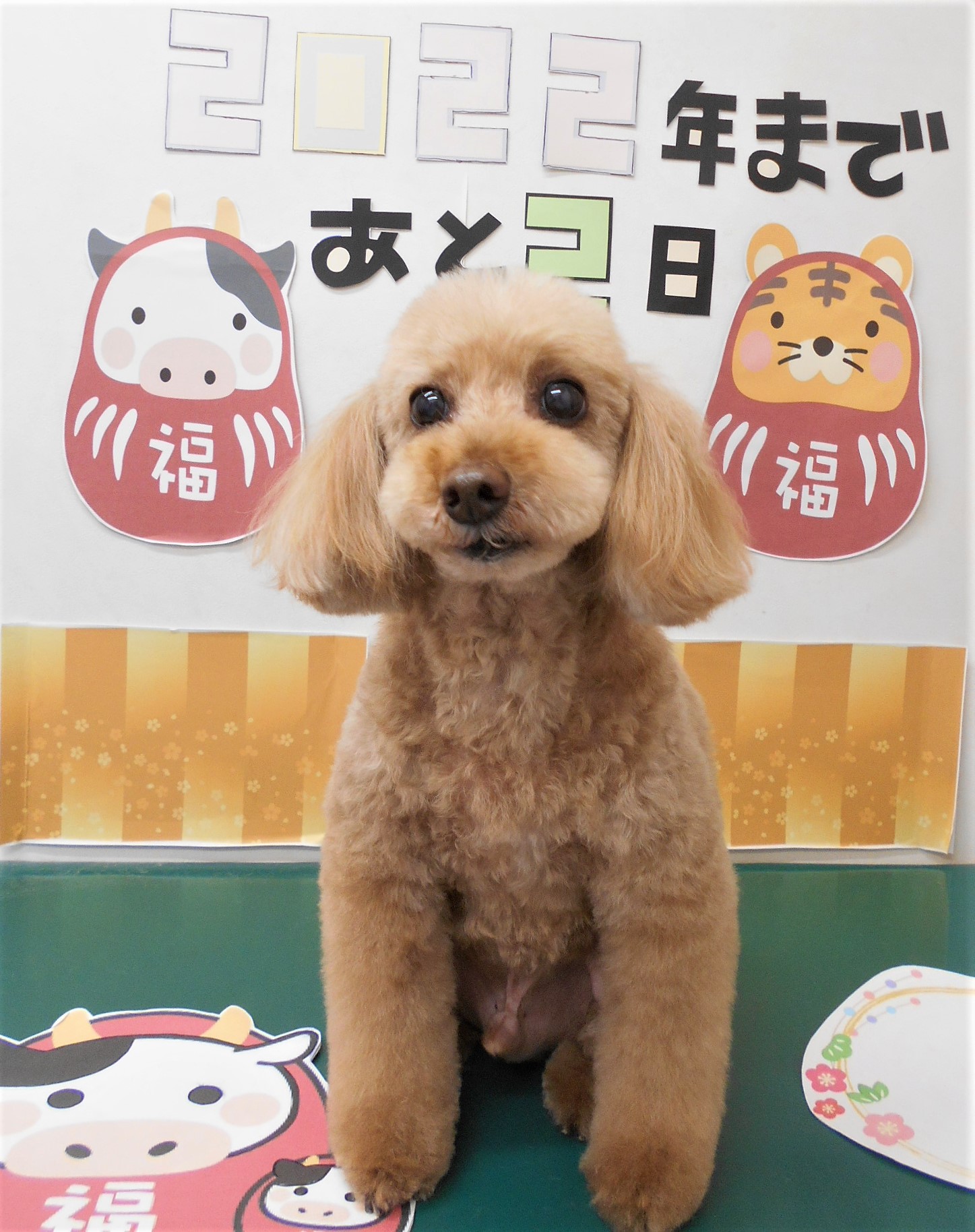 トリミングサロン シュシュどうぶつ病院からのお知らせ 2021-12-30