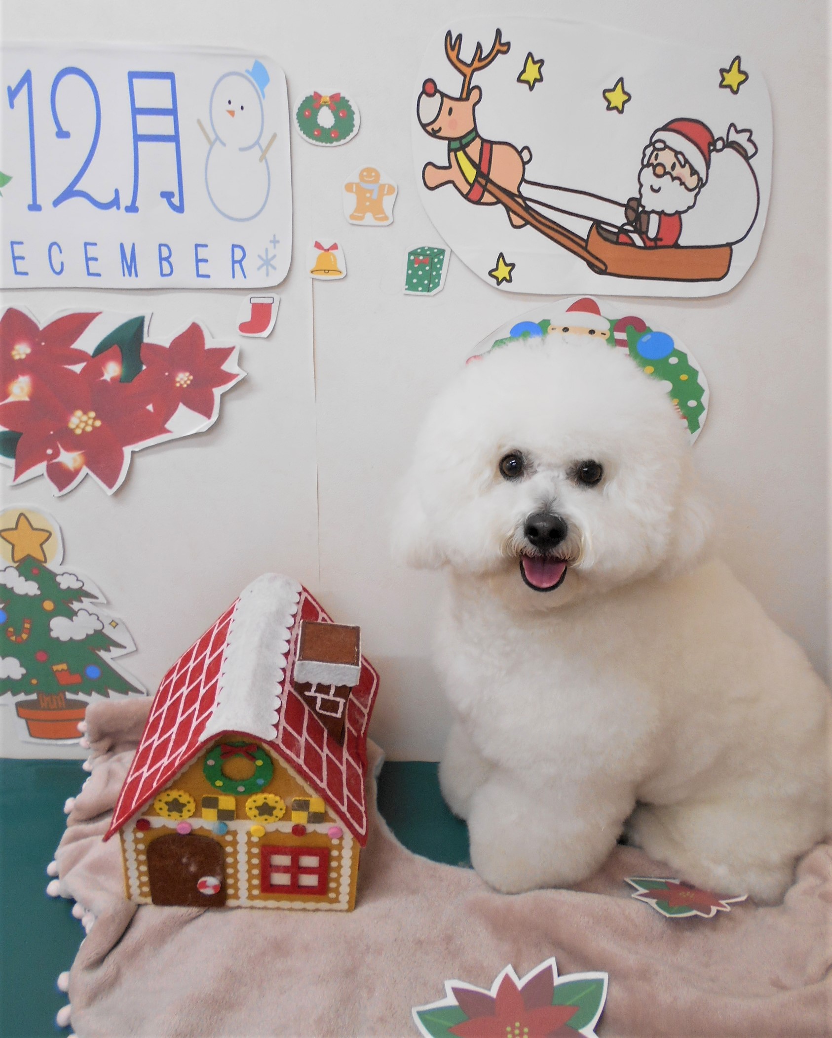 トリミングサロン シュシュどうぶつ病院からのお知らせ 2021-12-17