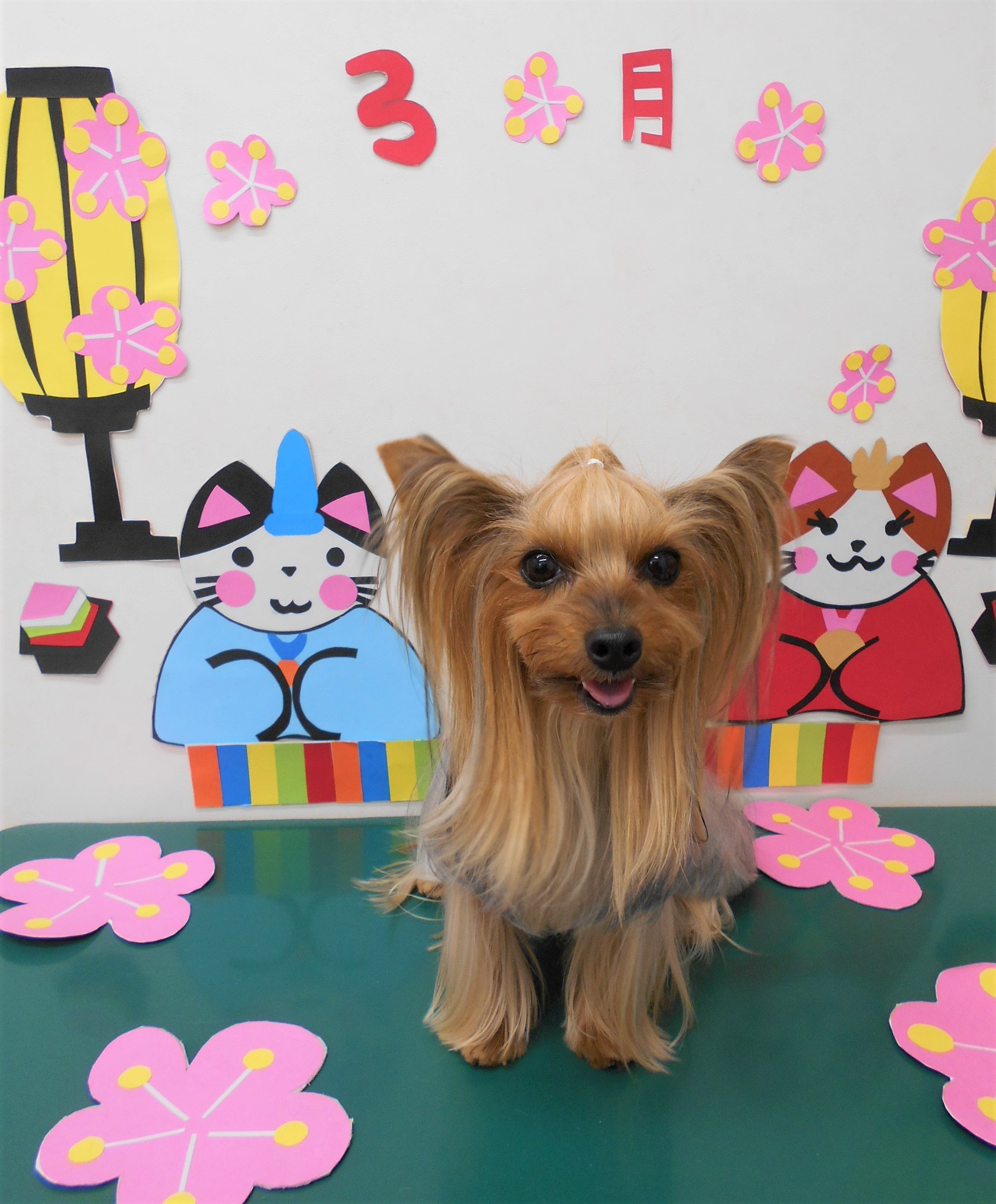 トリミングサロン シュシュどうぶつ病院からのお知らせ 2020-03-12