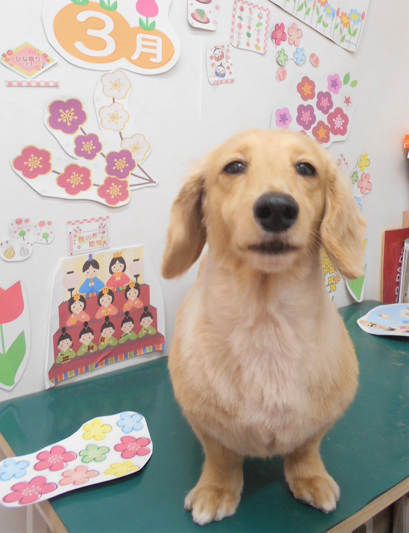 トリミングサロン シュシュどうぶつ病院からのお知らせ 2022-03-12