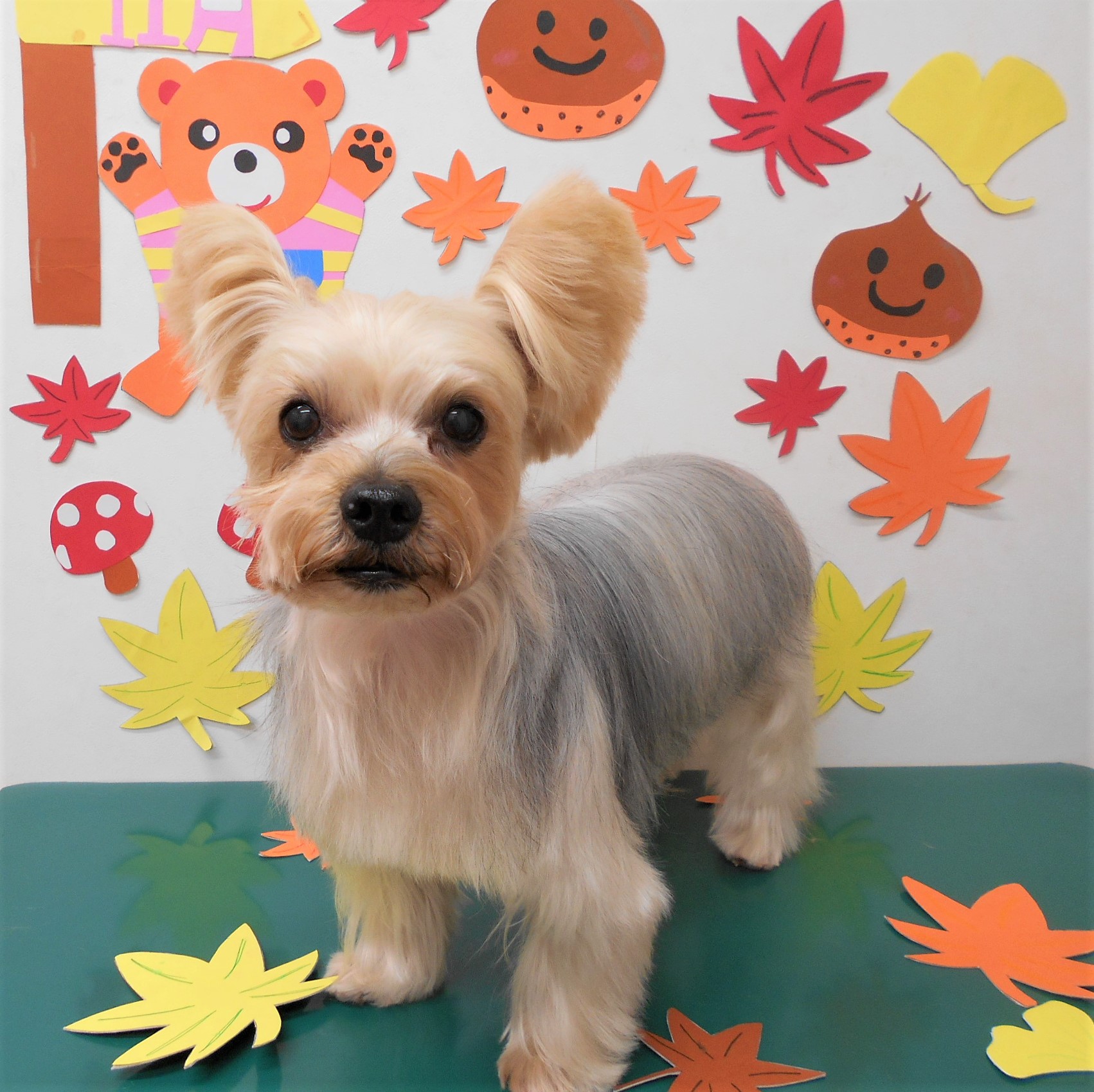 トリミングサロン シュシュどうぶつ病院からのお知らせ 2019-11-22
