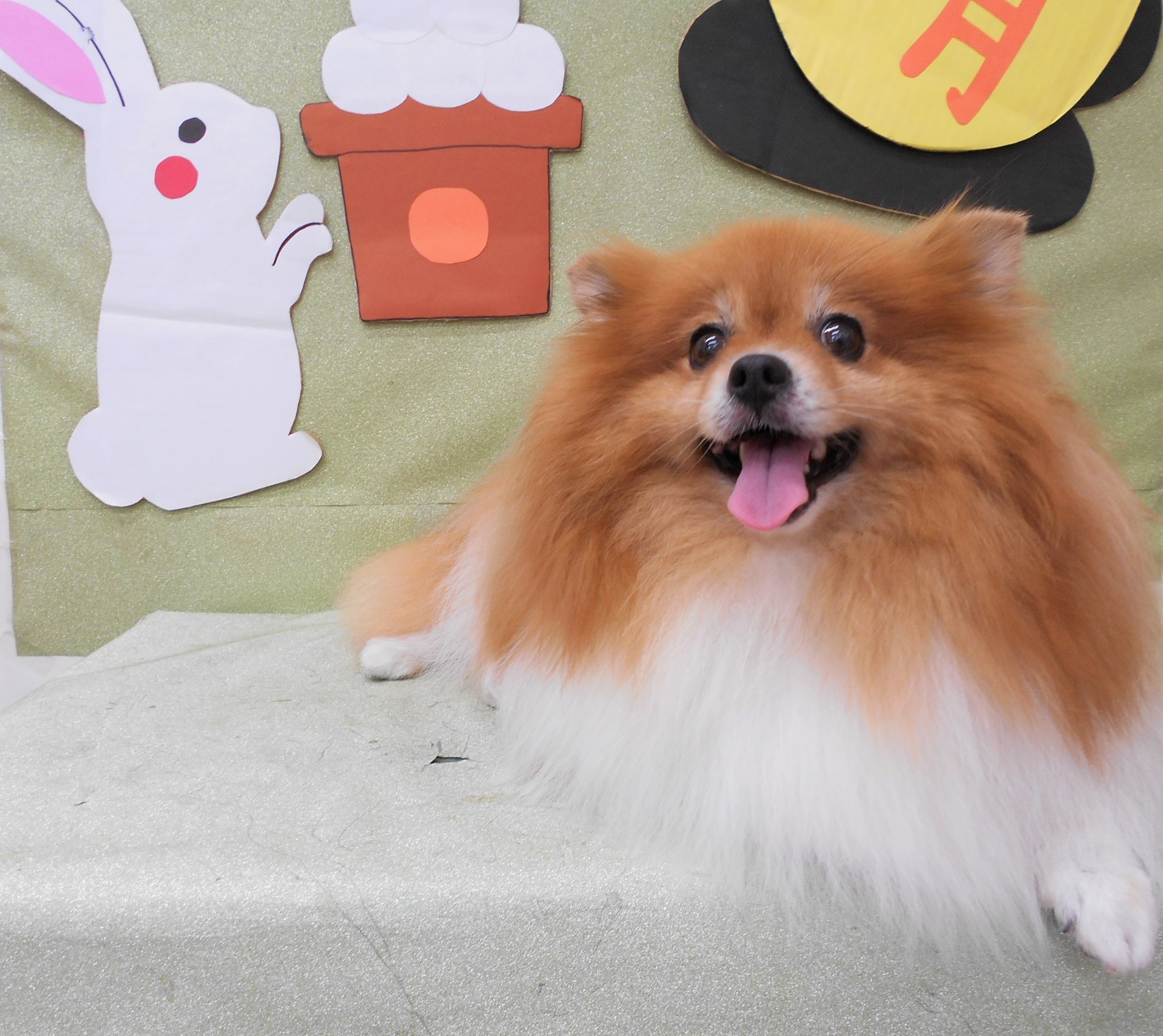 トリミングサロン シュシュどうぶつ病院からのお知らせ 2019-09-24