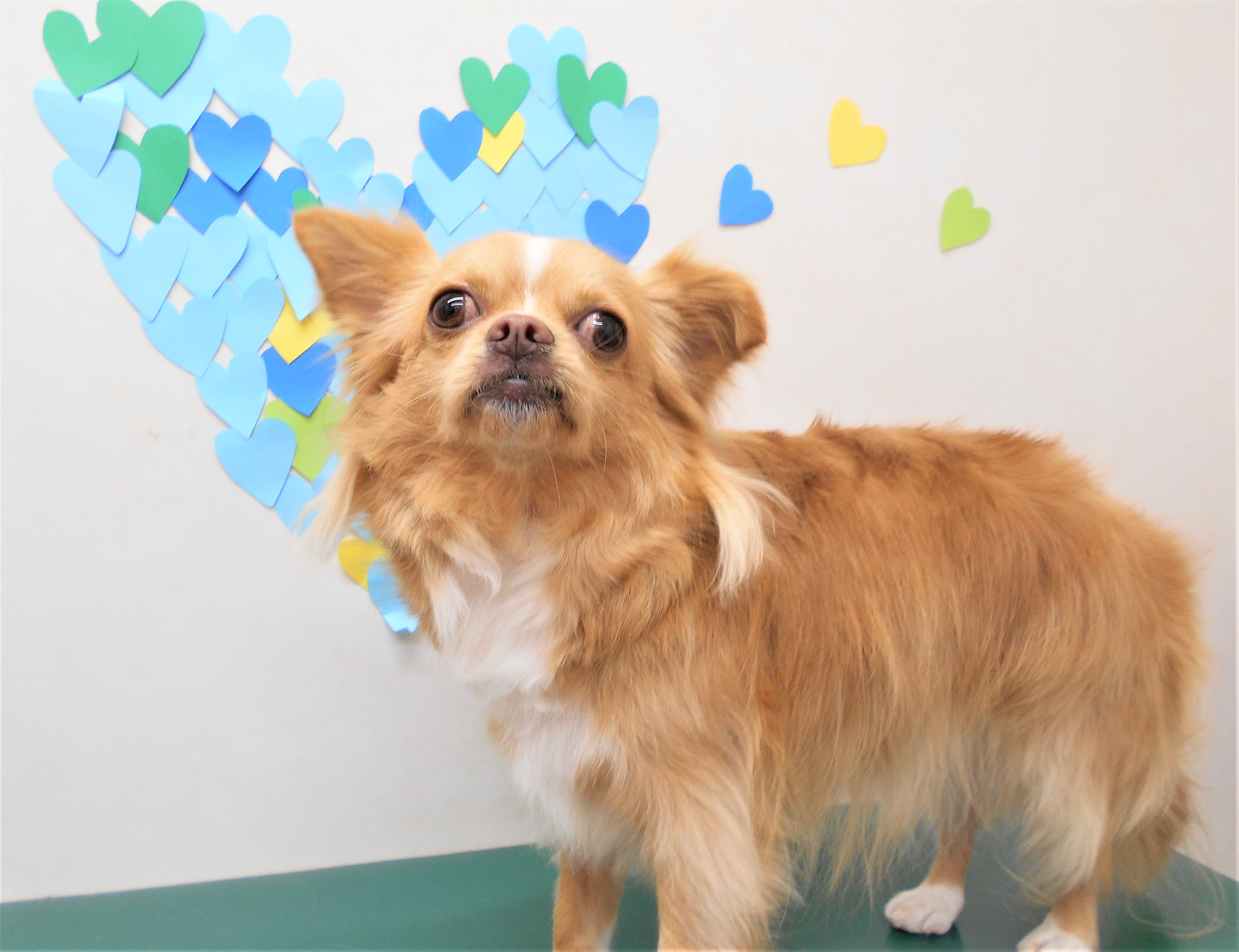 トリミングサロン シュシュどうぶつ病院からのお知らせ 2019-03-05