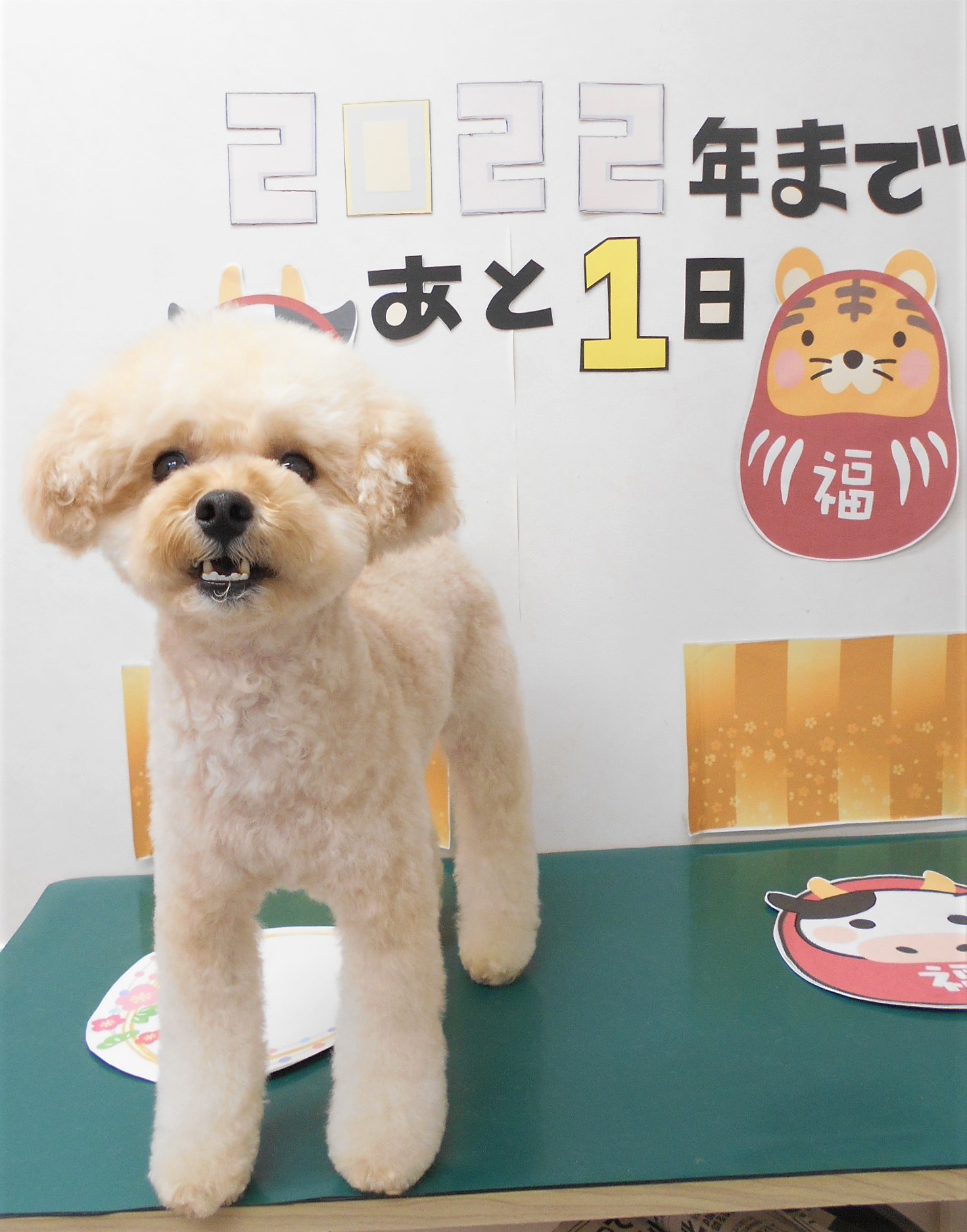 トリミングサロン シュシュどうぶつ病院からのお知らせ 2021-12-31