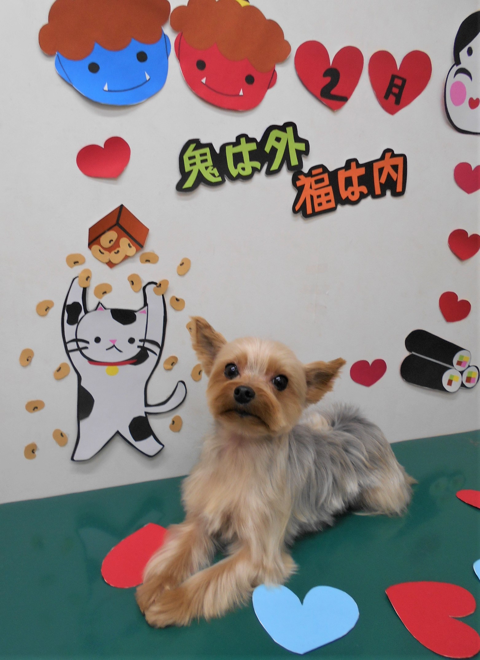 トリミングサロン シュシュどうぶつ病院からのお知らせ 2020-02-07