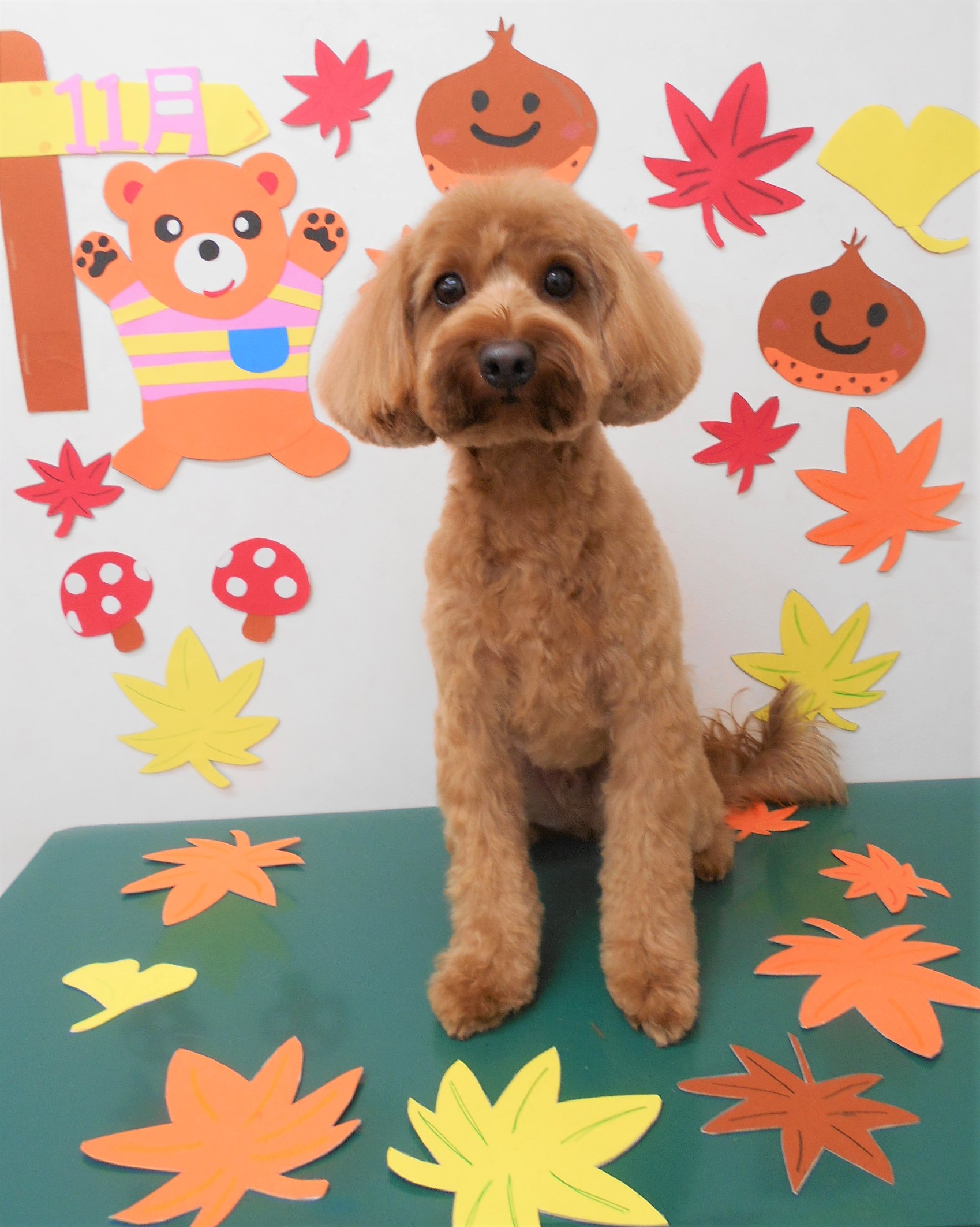 トリミングサロン シュシュどうぶつ病院からのお知らせ 2019-11-07