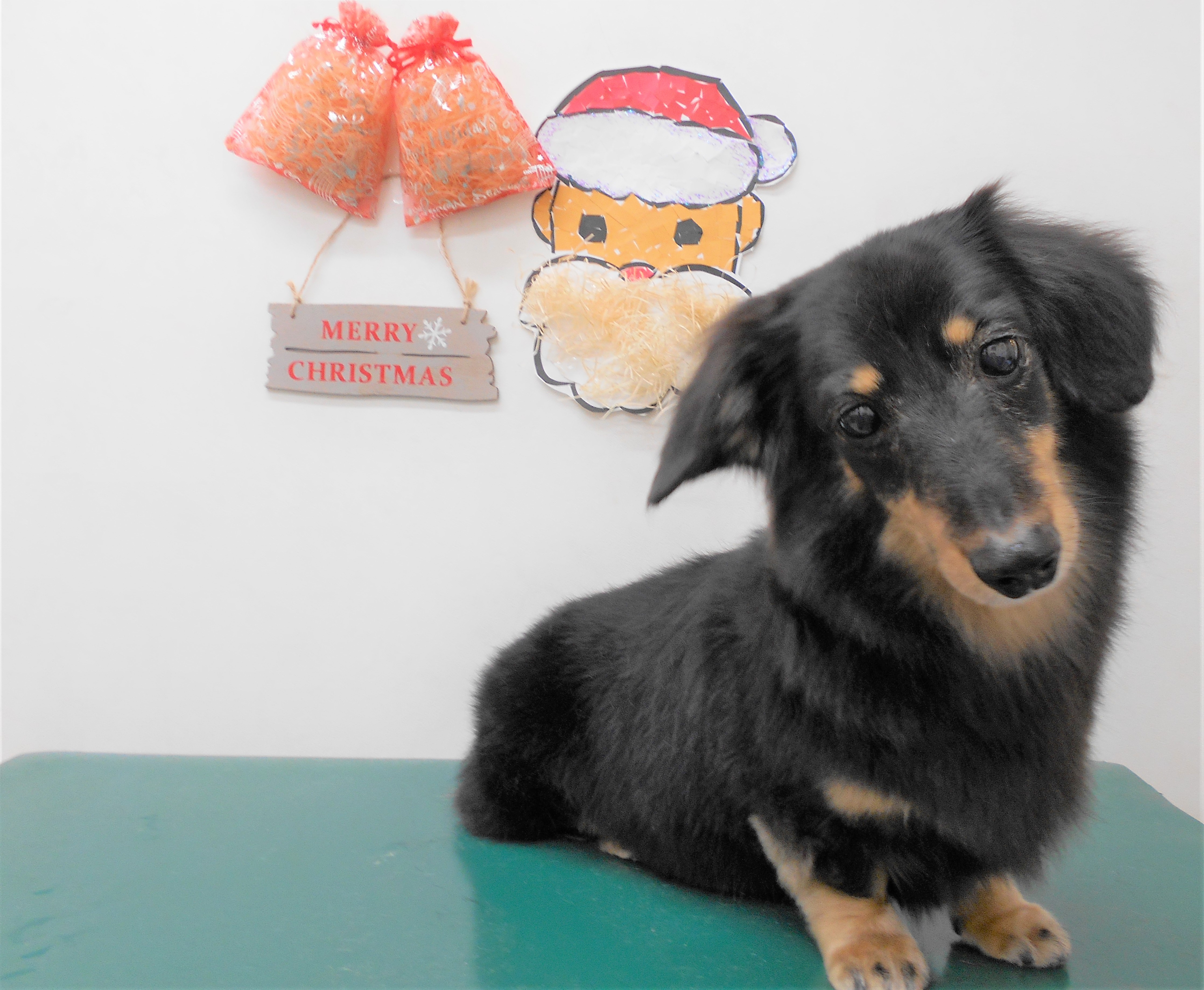 トリミングサロン シュシュどうぶつ病院からのお知らせ 2018-12-22