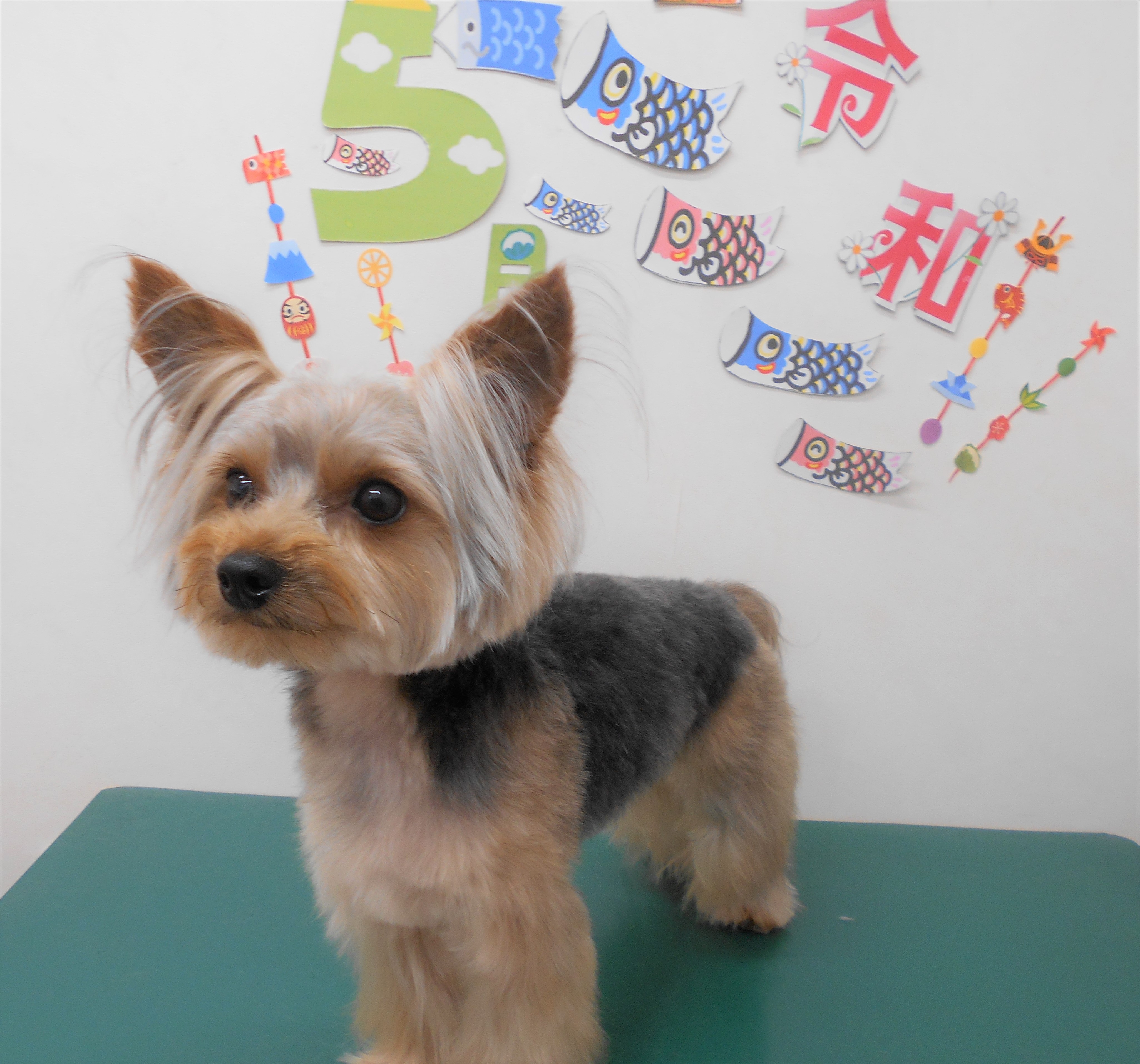 トリミングサロン シュシュどうぶつ病院からのお知らせ 2019-05-15