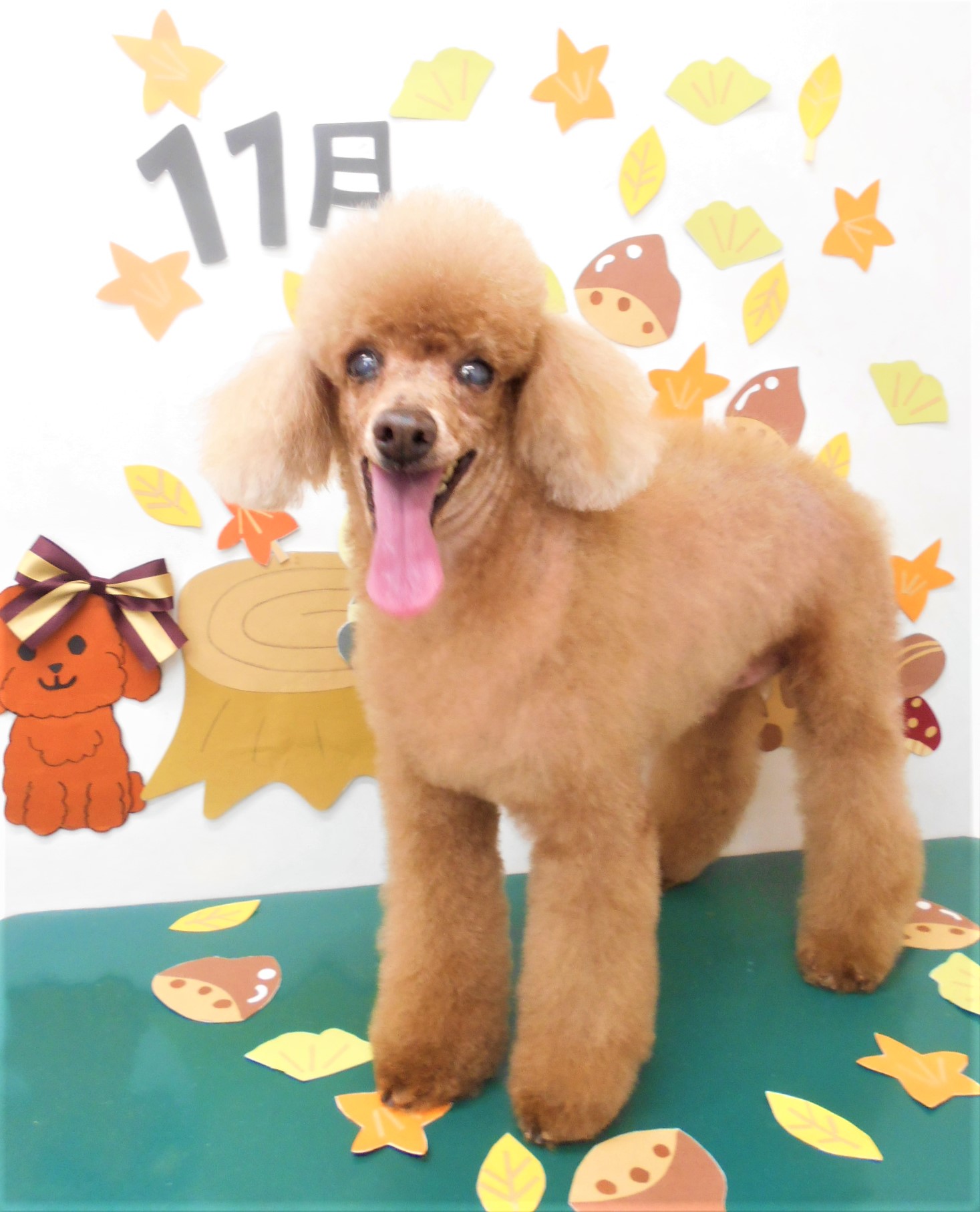 トリミングサロン シュシュどうぶつ病院からのお知らせ 2020-11-08