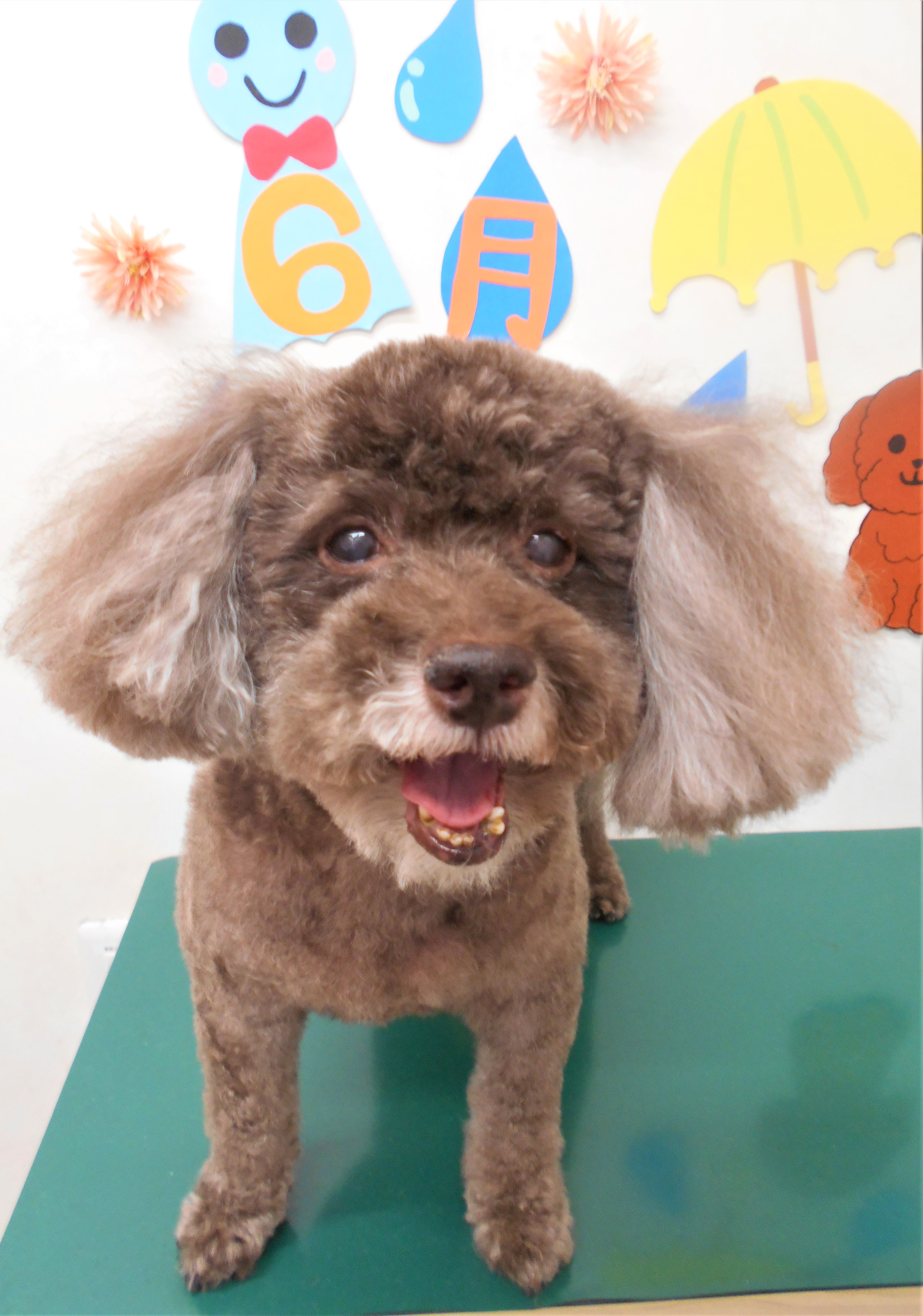 トリミングサロン シュシュどうぶつ病院からのお知らせ 2019-06-22