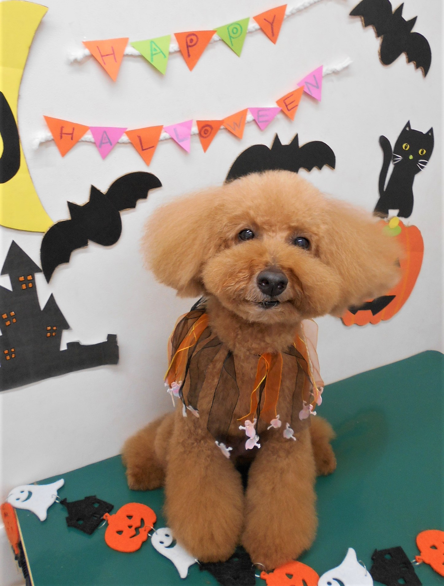トリミングサロン シュシュどうぶつ病院からのお知らせ 2019-10-27