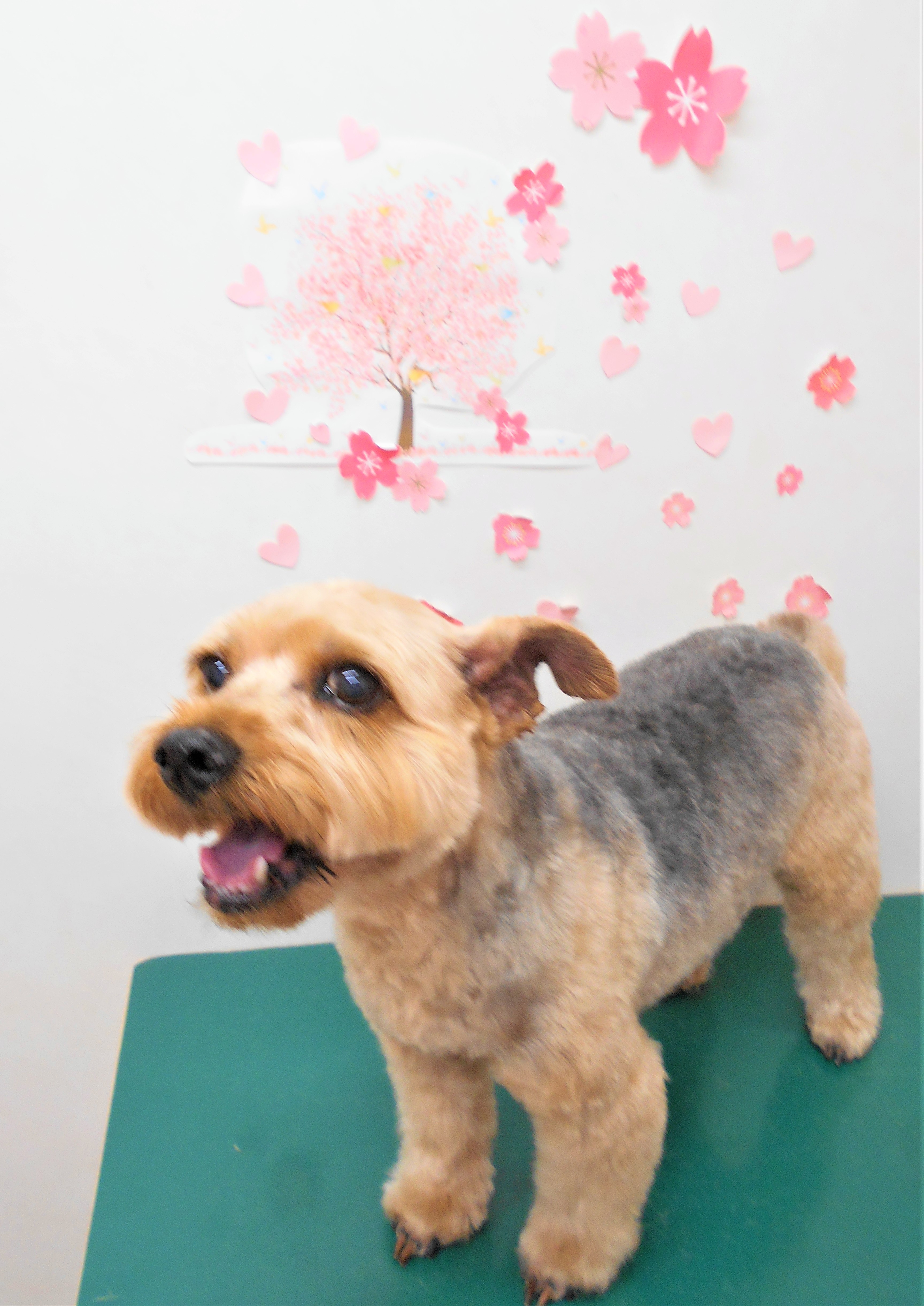 トリミングサロン シュシュどうぶつ病院からのお知らせ 2019-04-30