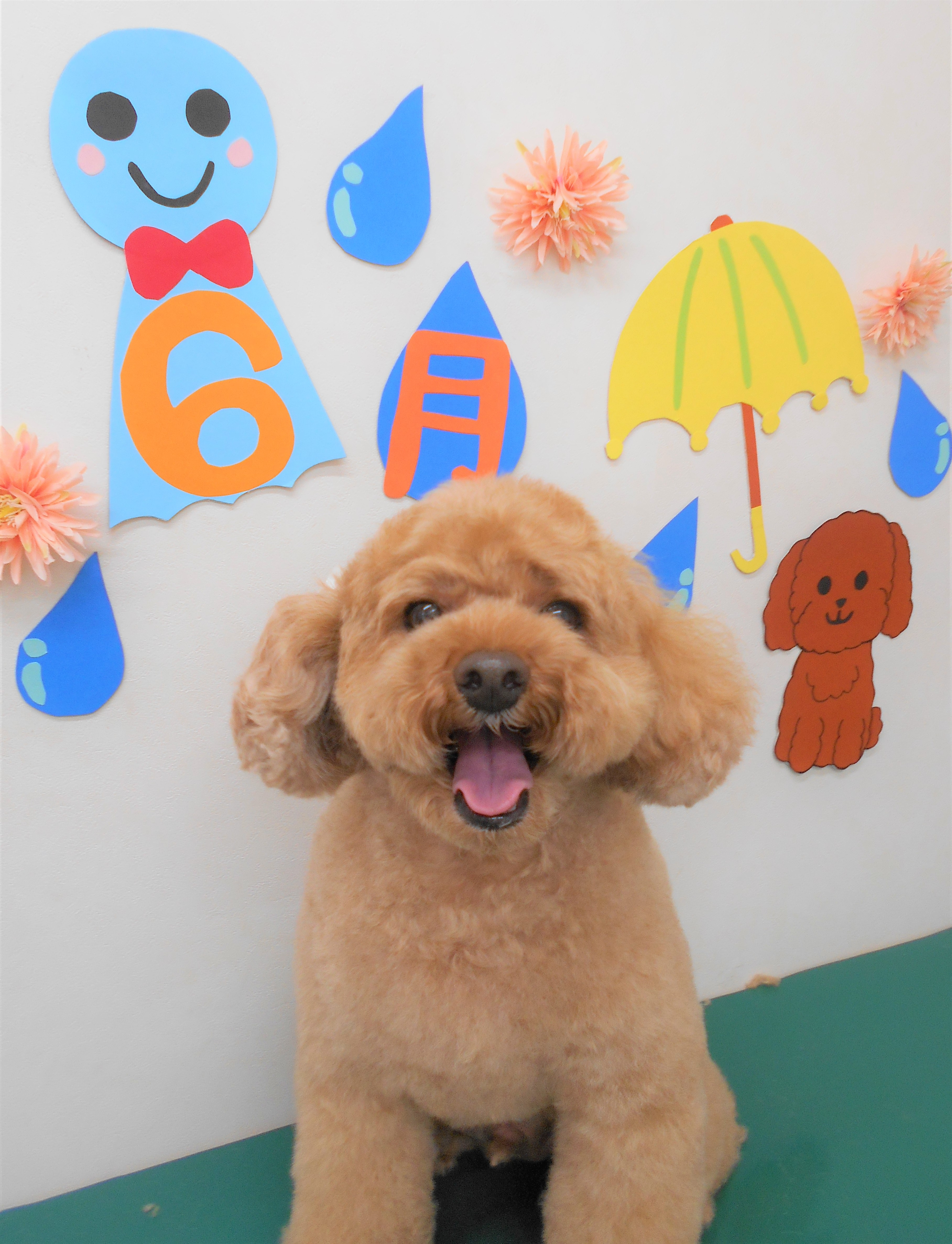 トリミングサロン シュシュどうぶつ病院からのお知らせ 2019-06-02