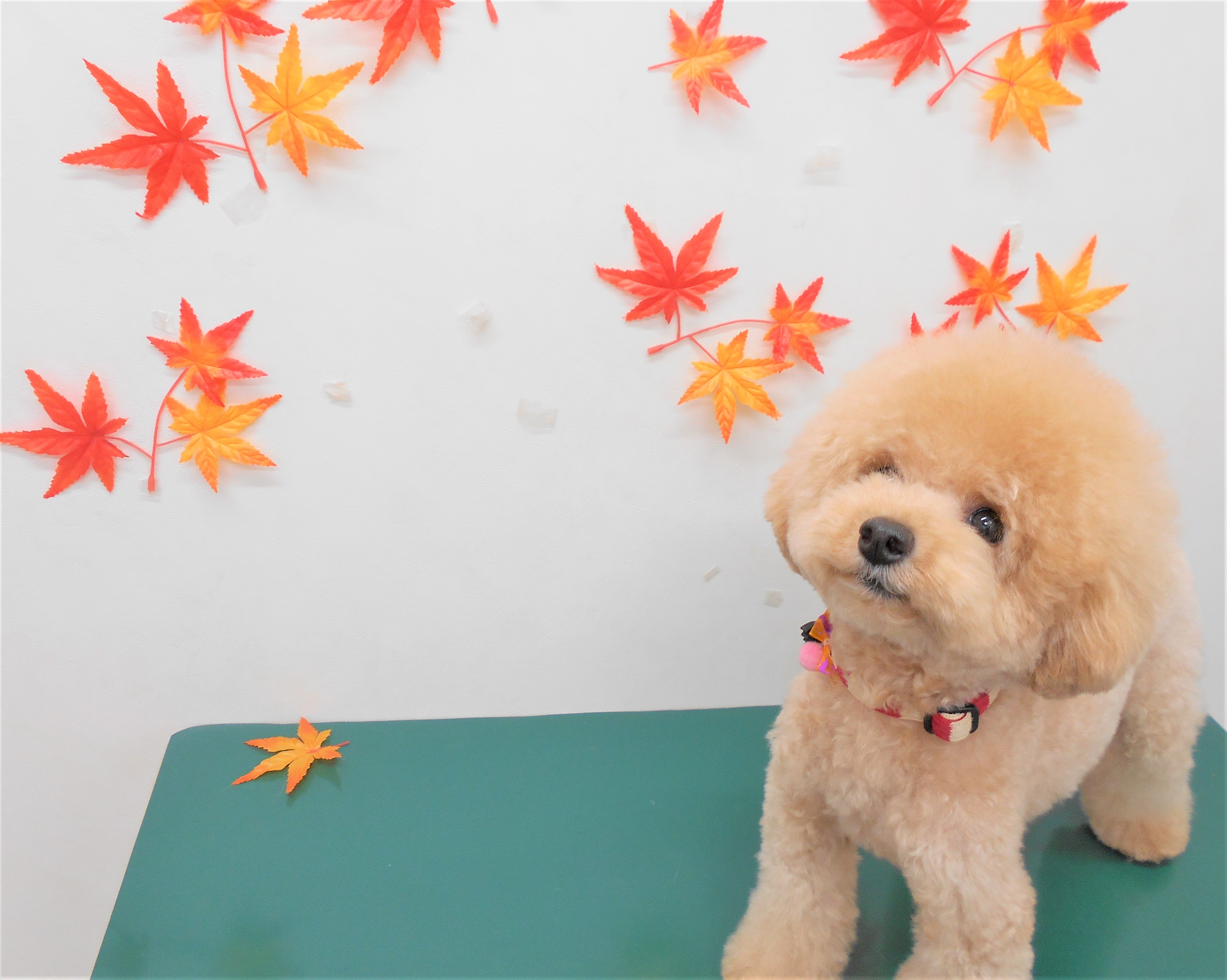 トリミングサロン シュシュどうぶつ病院からのお知らせ 2018-10-28